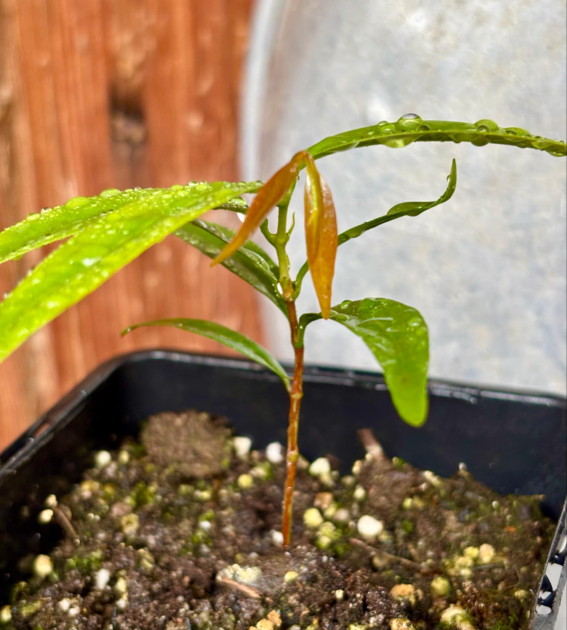 Marliera sp Cheirosa -  1 potted plant / 1 getopfte Pflanze