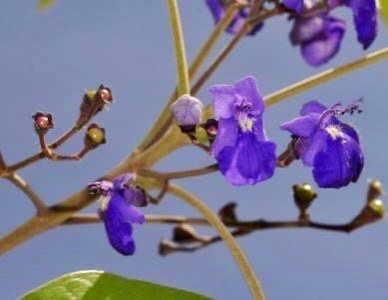 Jaramantaia (Vitex cymosa) - 1 germinated seed / 1 gekeimter Samen