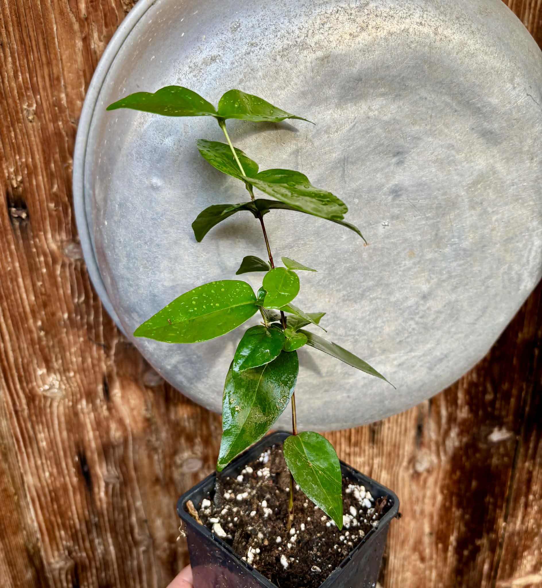 Eugenia uniflora var. black - cultivated variety / 1 potted plant / 1 getopfte Pflanze