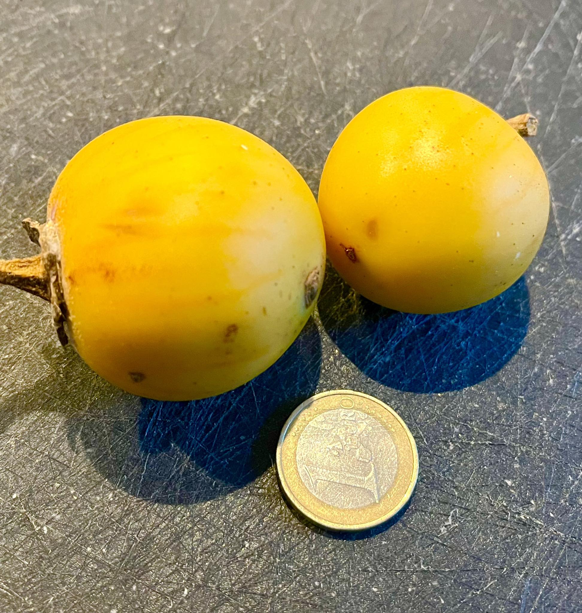 Juã-Açu - Solanum oocarpum  - 1 small potted plant / 1 kleine getopfte Pflanze 