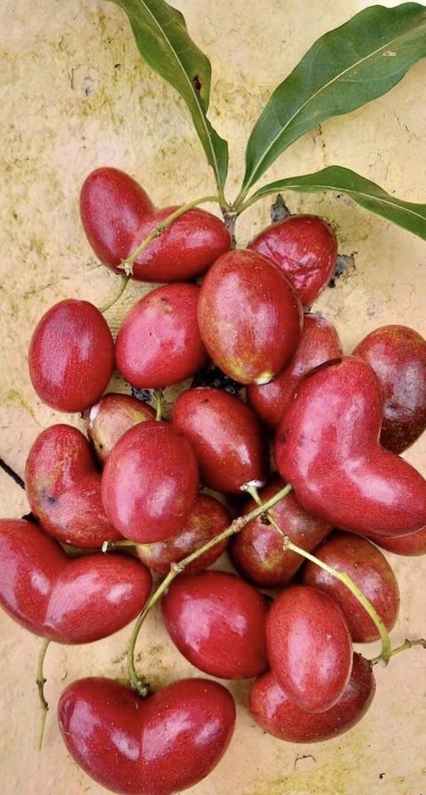 Rauvolfia bahiensis 1 potted plant / 1 getopfte Pflanze
