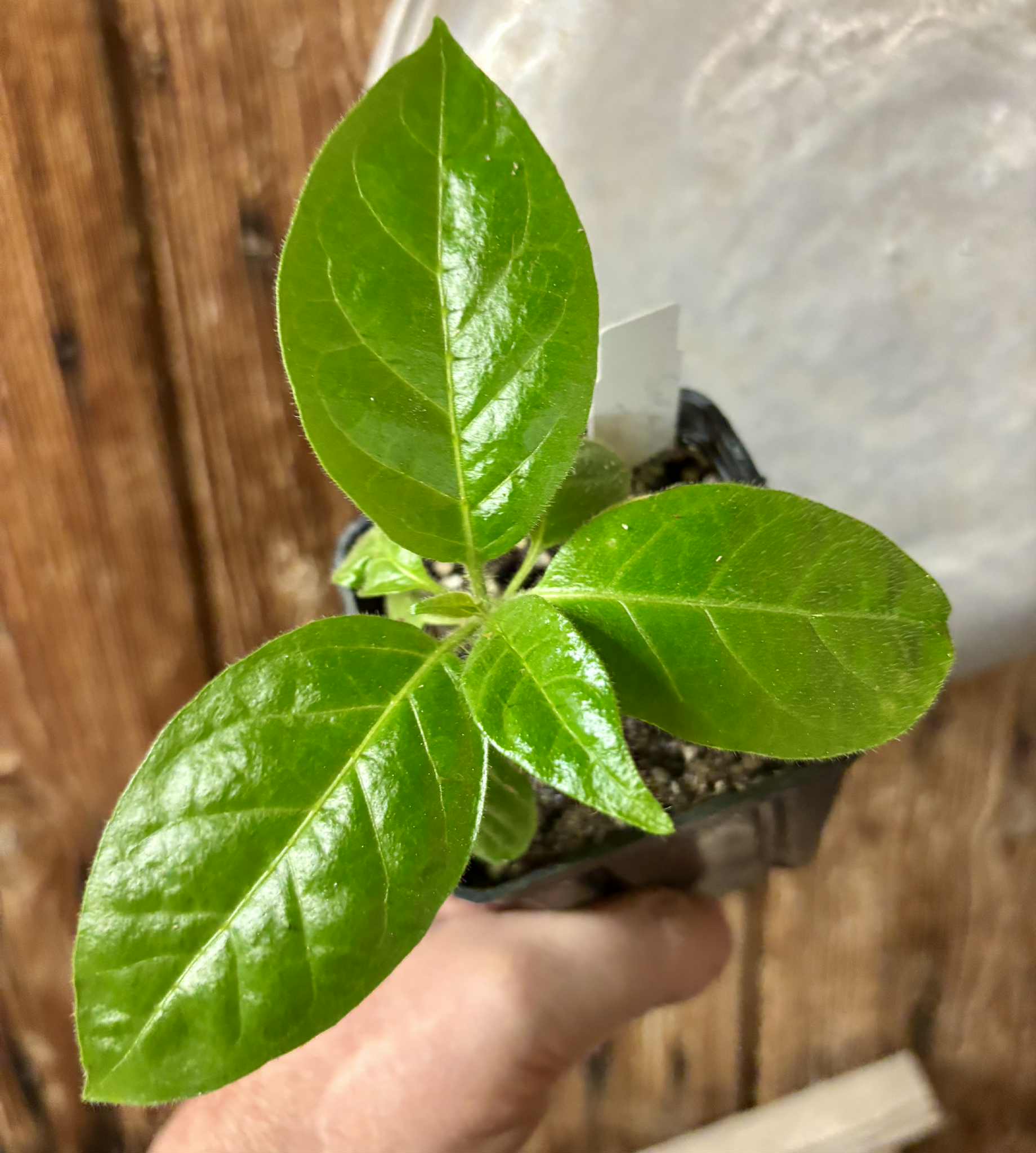 Solanum rumpincola - 1 small potted seedling / 1 kleiner, getopfter Sämling
