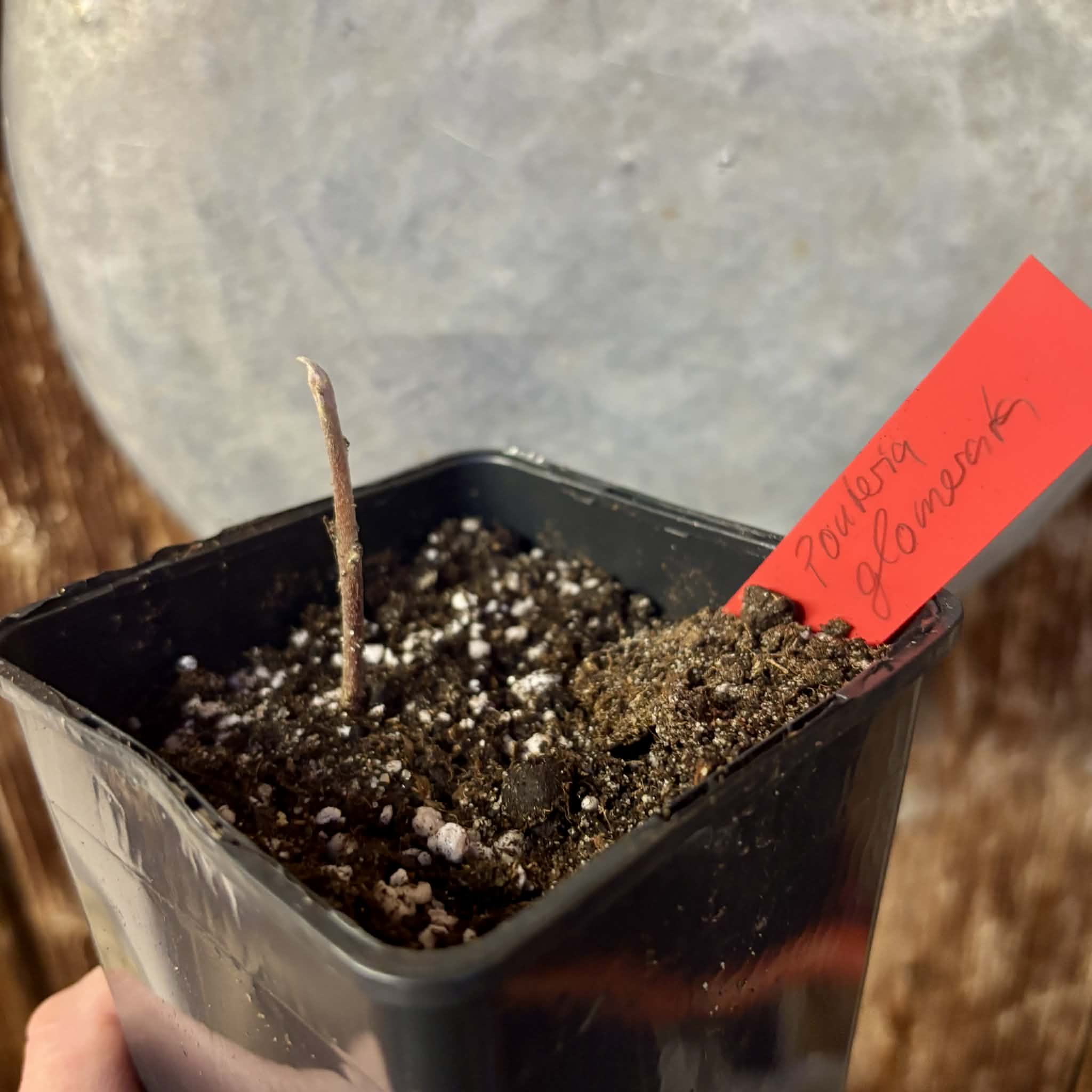 Pouteria glomerata - 1 potted seedling / 1 getopfter Sämling