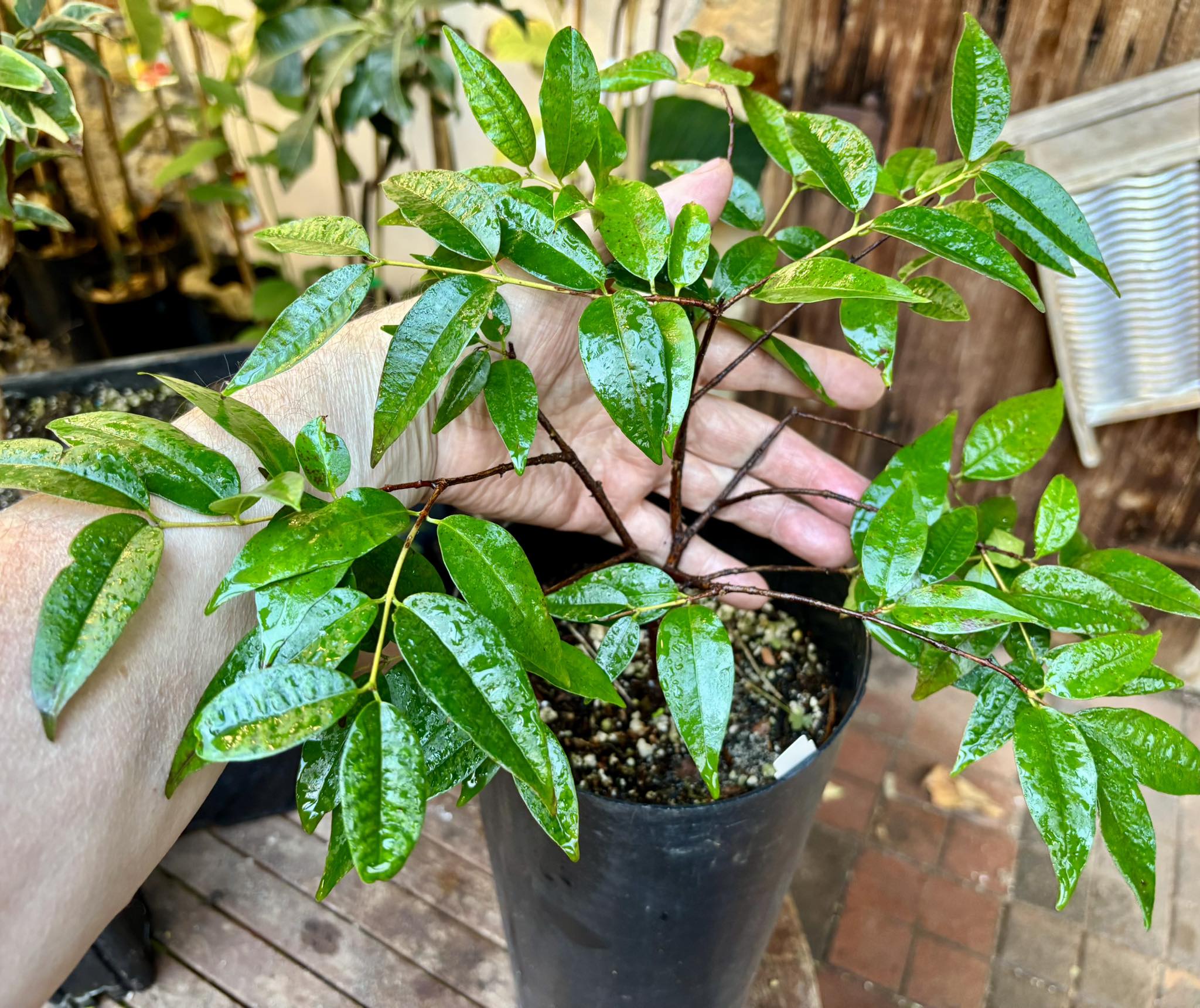 over 3 years old - Eugenia anthropophaga - 1 potted plant / 1 getopfte Pflanze