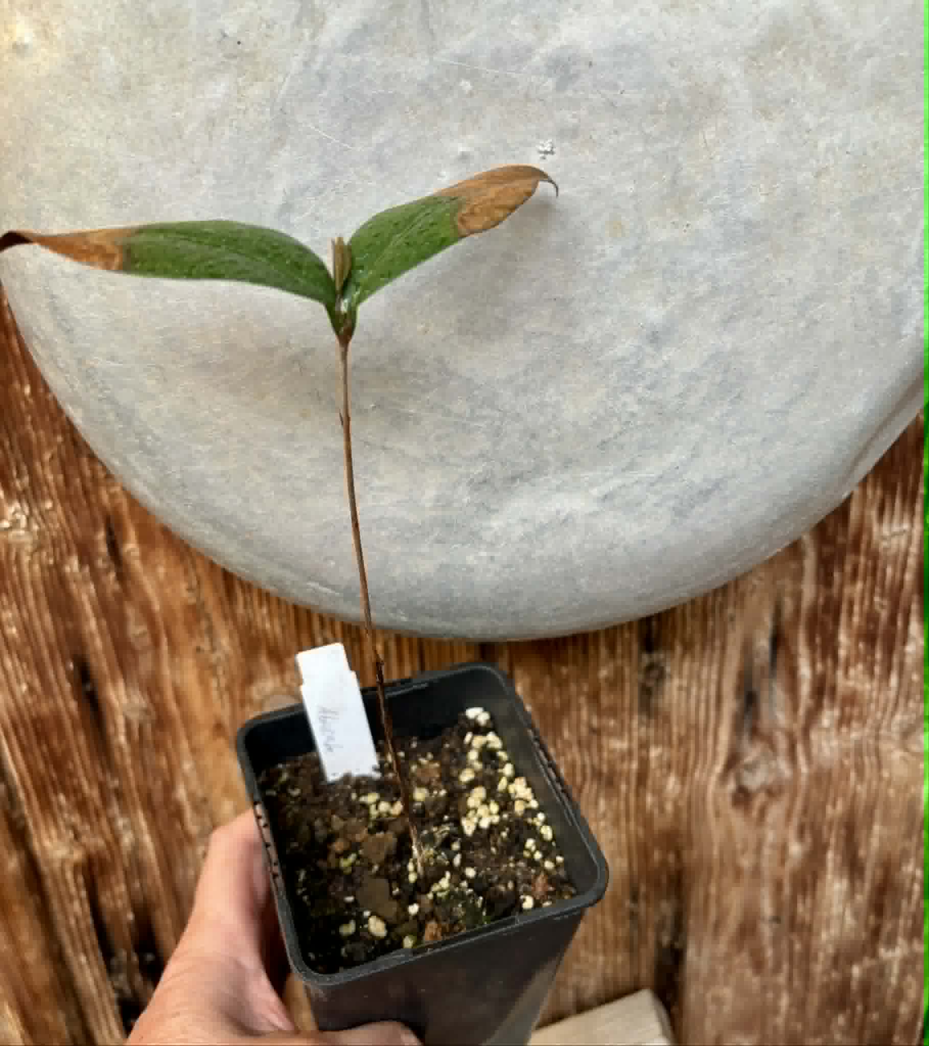 Eugenia sp Abacate -  1 potted seedling / 1 getopfter Sämling