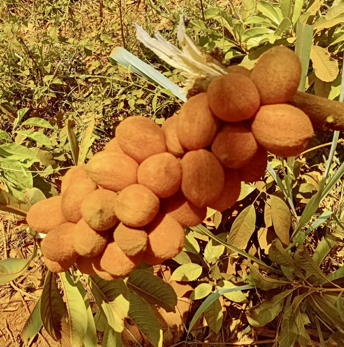 Pradosia sp Rondonia - 1 fresh seed / 1 frischer Samen