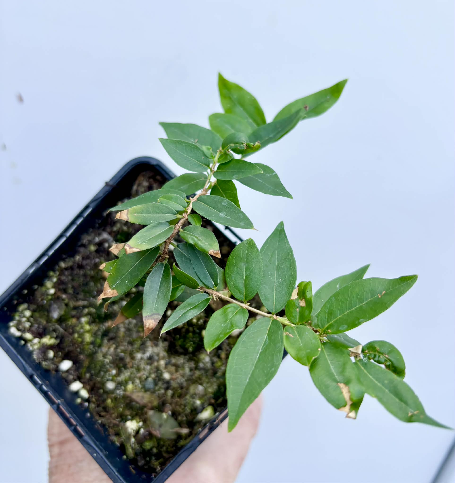 Jaboticaba - Plinia sp Esarme -  1 potted seedling / 1 getopfter Sämling