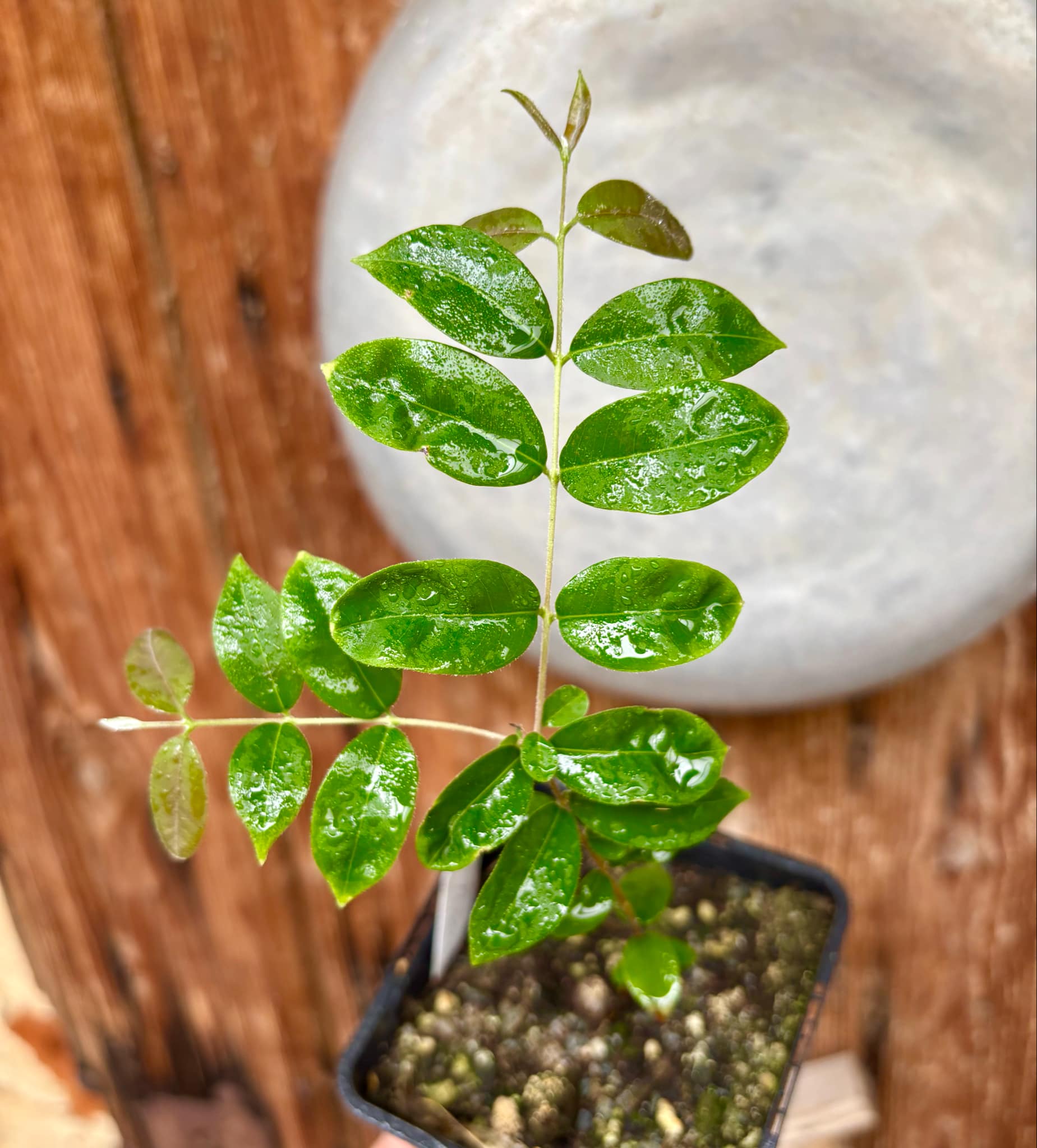 Uvaia do Campo - Eugenia lutescens -  1 small potted seedling / 1 kleiner, getopfter Sämling
