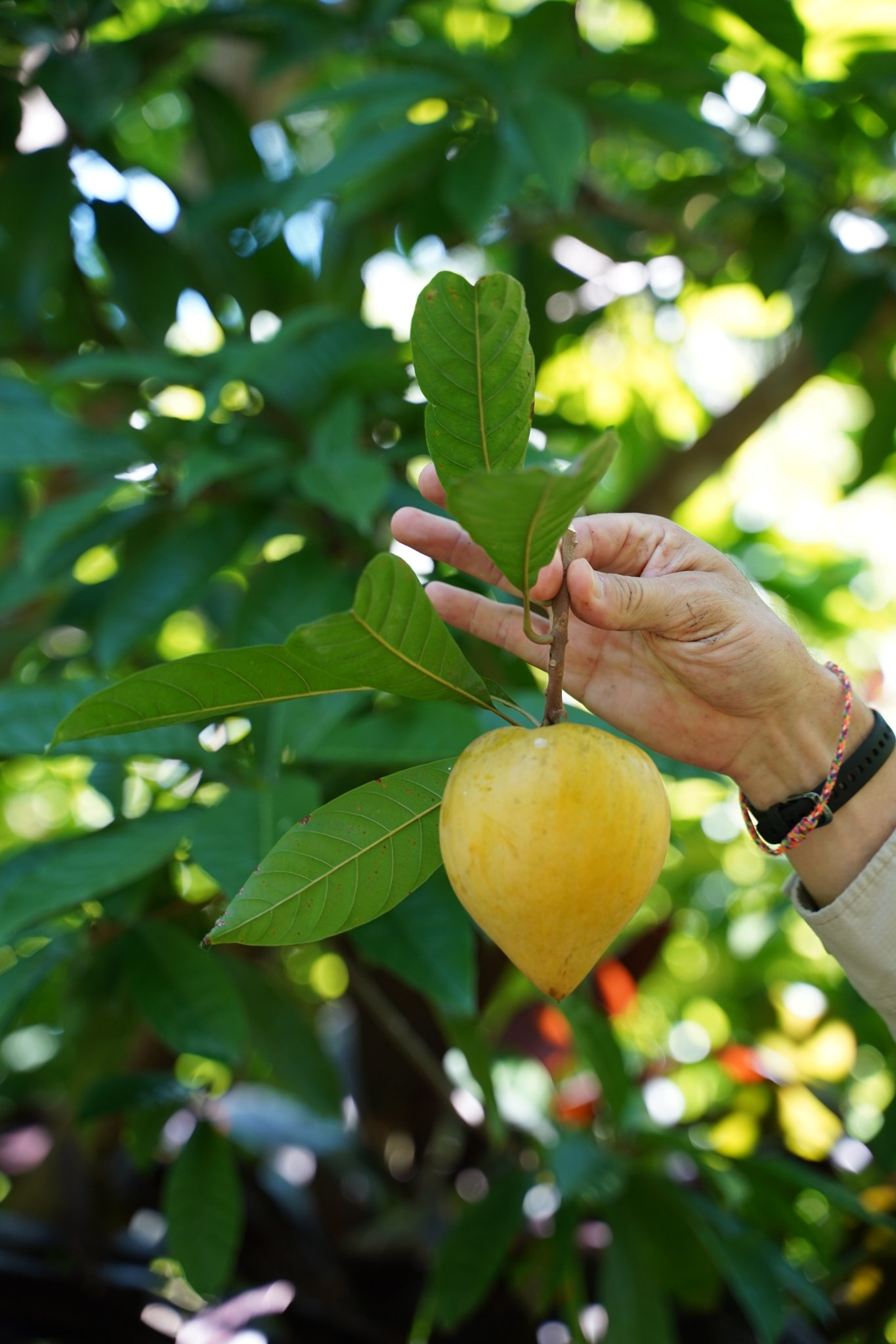 Canistel var. Bruce  (Lucuma campechiana) - 2 germinated seeds / 2 gekeimte Samen