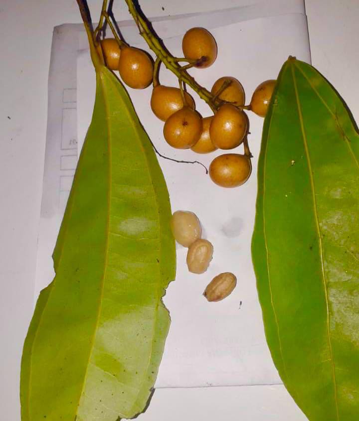 Pitombinha da Amazonia (Abuta grandifolia) - 1 potted seedling / 1 getopfter Sämling