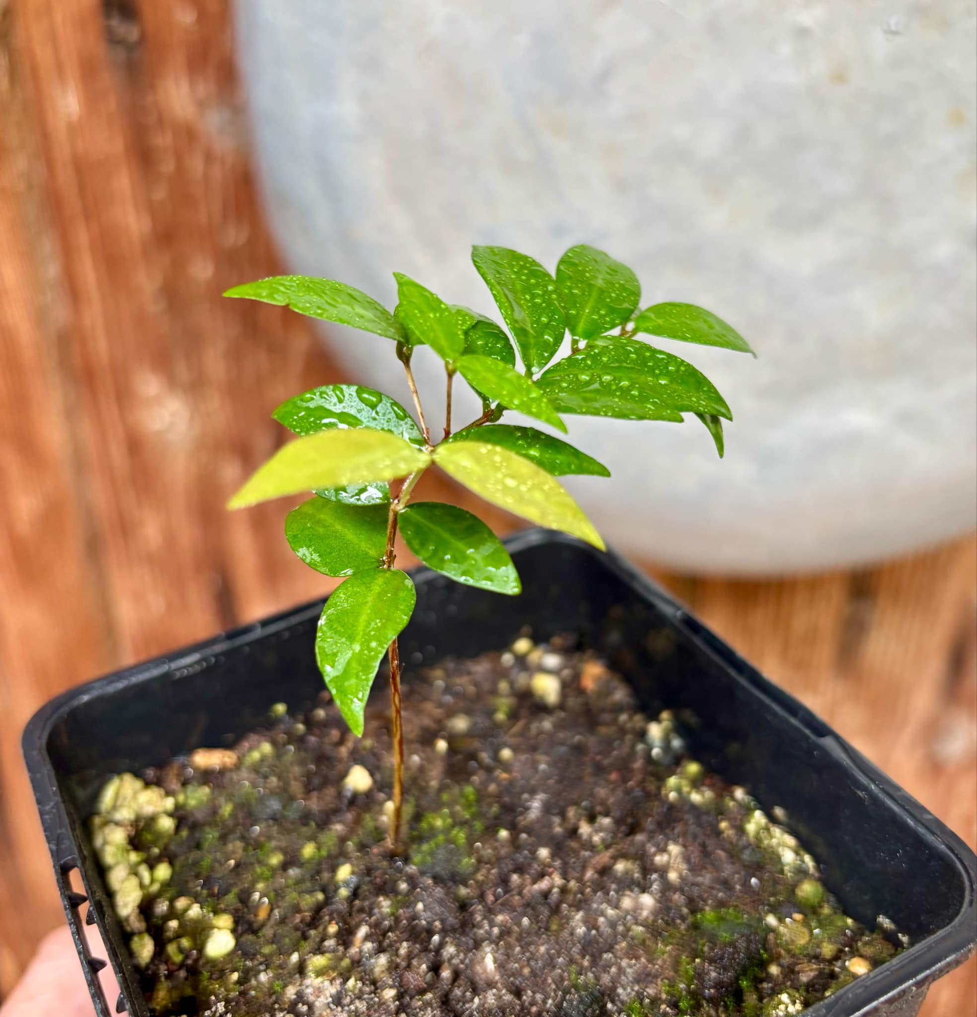 Eugenia sp Amarela Redonda - 1 small potted seedling / 1 kleiner, getopfter Sämling