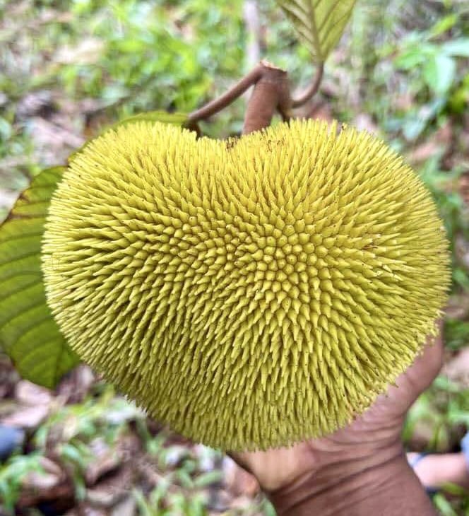 Artocarpus rigidus  -  1 fresh seed / 1 frischer Samen