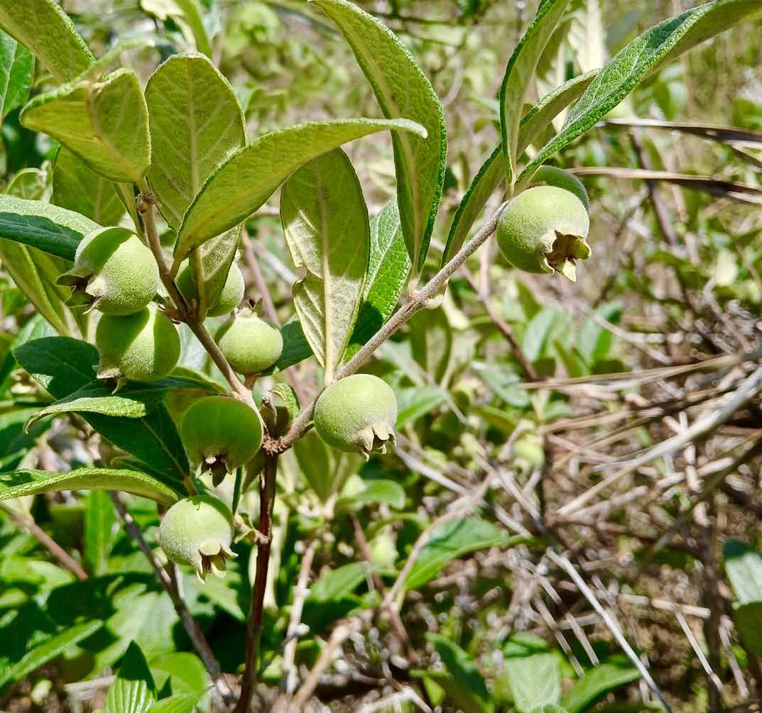 Campomanesia sessiliflora var. Bullata -  1 fresh seed / 1 frischer Samen