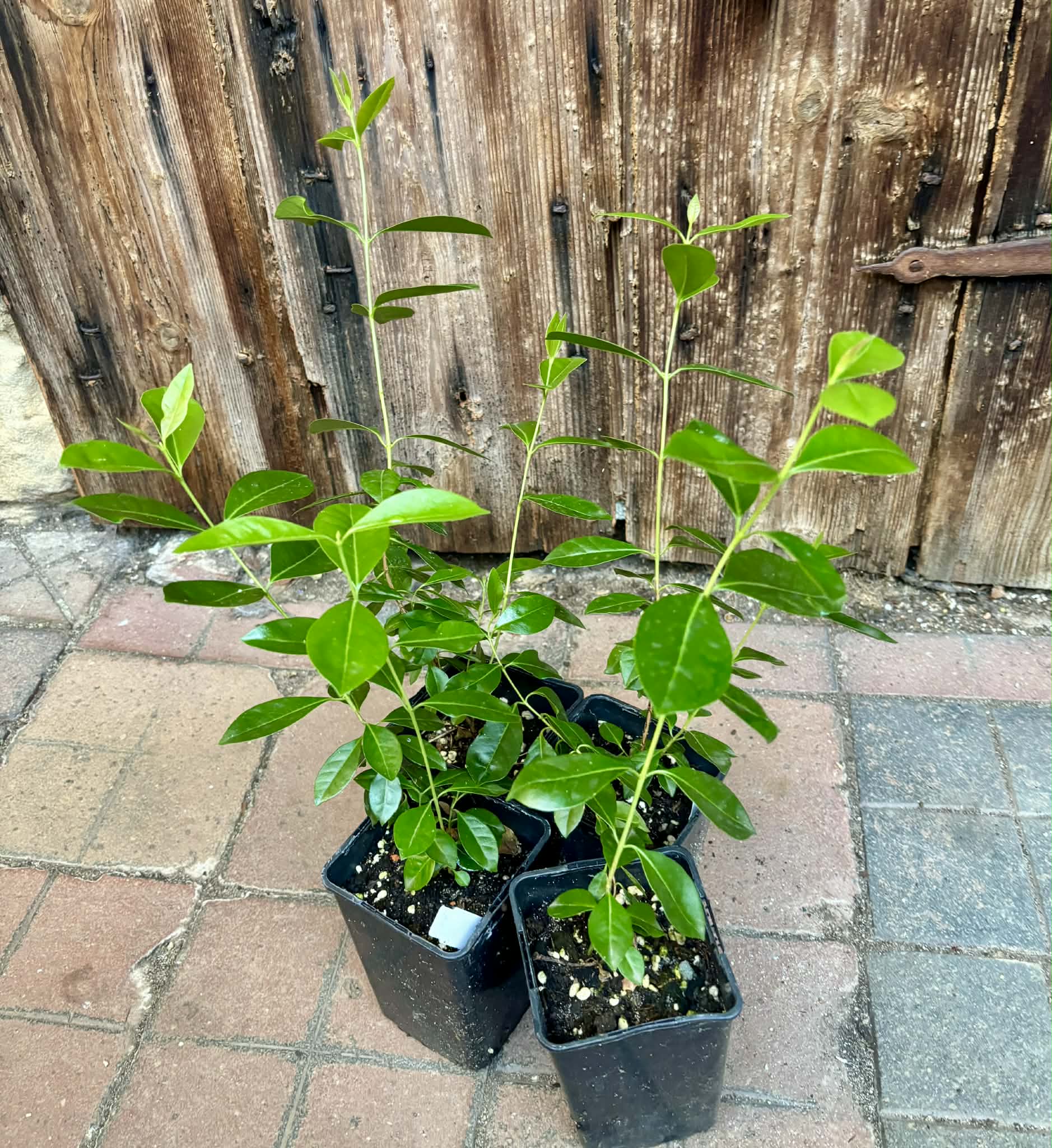 Psidium cattleyanum - Strawberry Guava  - 1 potted plant / 1 getopfte Pflanze