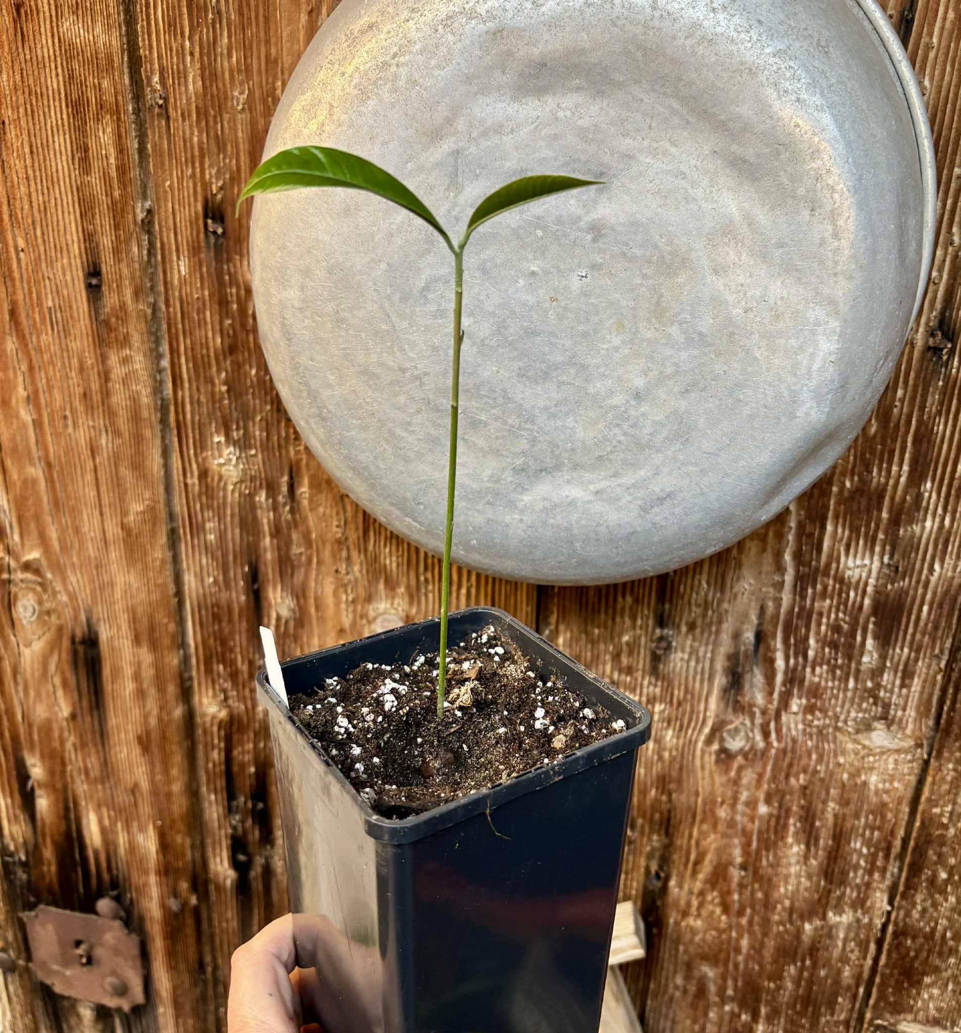 Pouteria macrophylla - 1 potted seedling / 1 getopfter Sämling