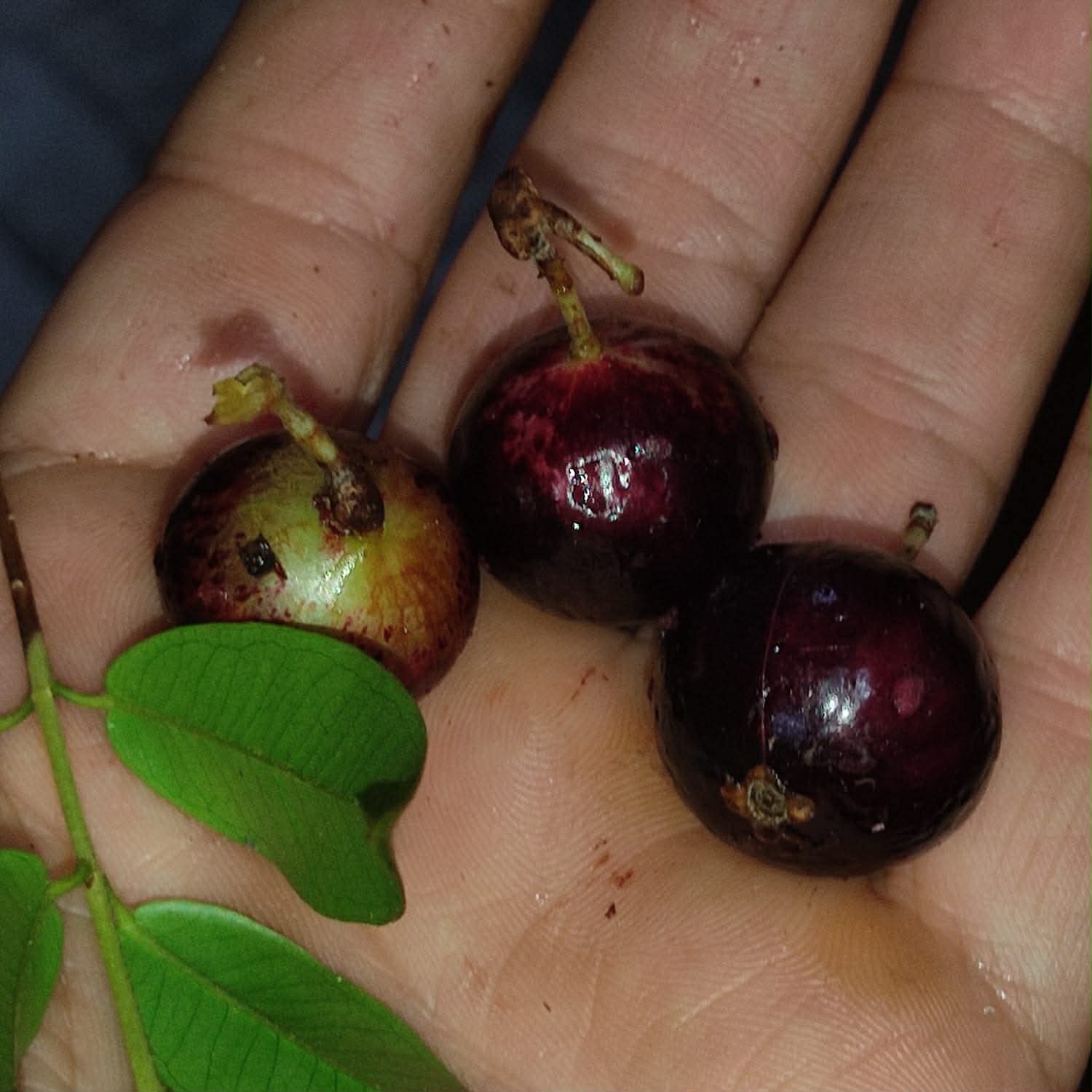 Pre Order - Plinia sp. Pingo de Mel Rajada Maraú -  1 fresh seed / 1 frischer Samen