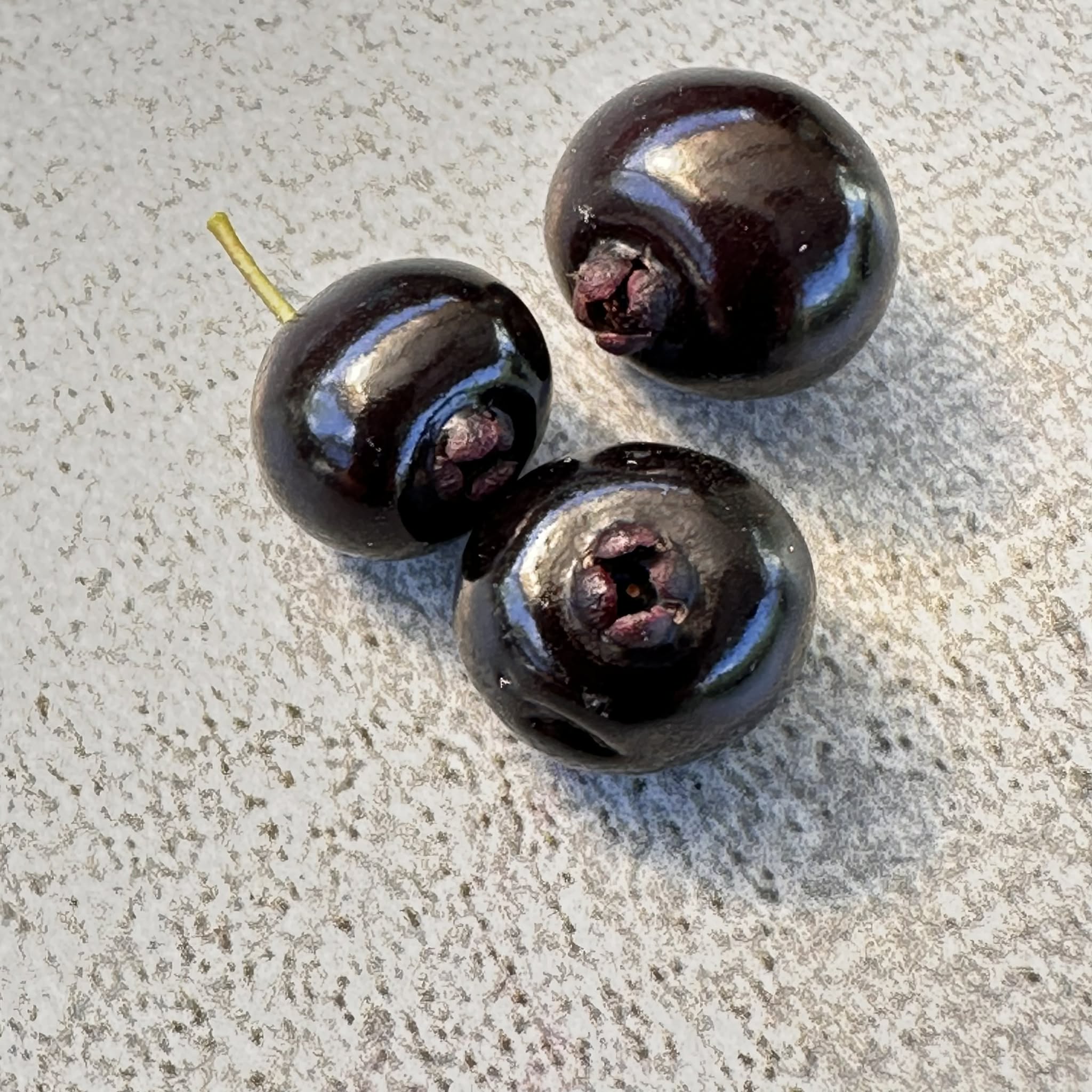 Guamirim Cereja do Sul (Eugenia modesta) - 1 potted seedling / 1 getopfter Sämling