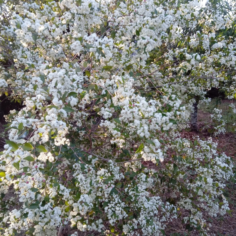 Myrcia multiflora - 1 germinated seed / 1 gekeimter Samen