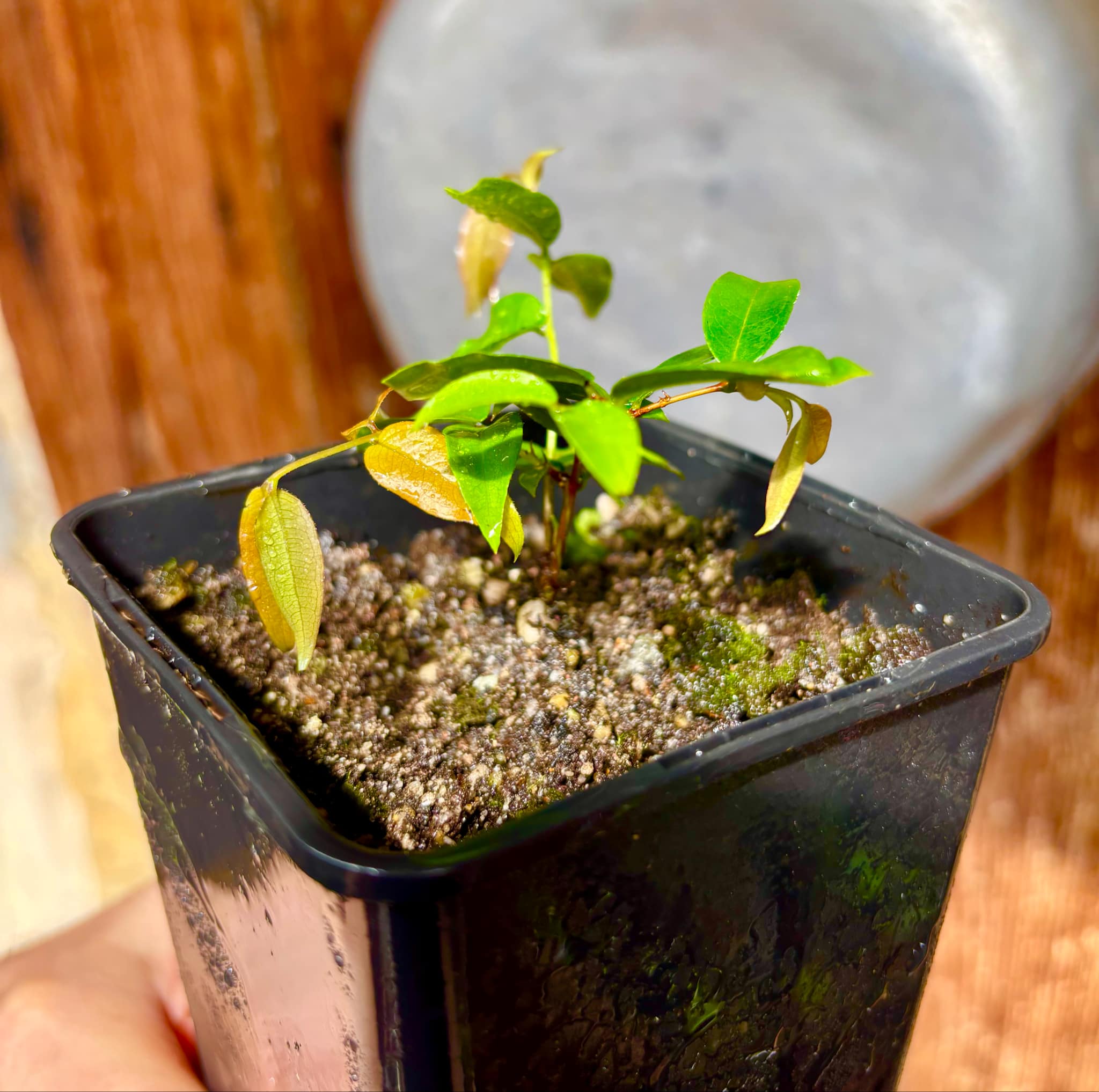 Plinia sp Giant Piray Argentina - 1 potted plant / 1 getopfte Pflanze