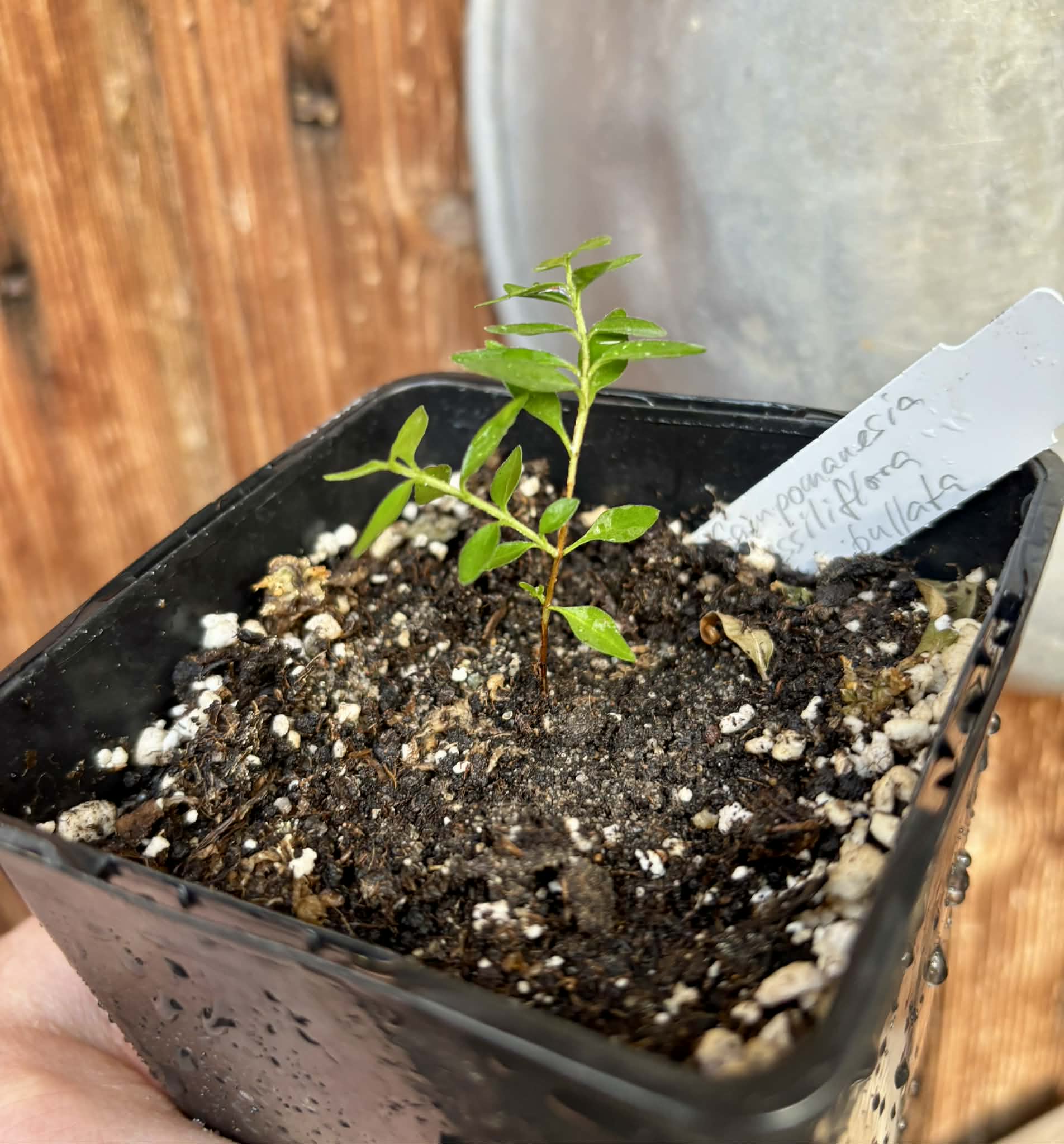 Campomanesia sessiliflora var. Bullata -  1 potted seedling / 1 getopfter Sämling