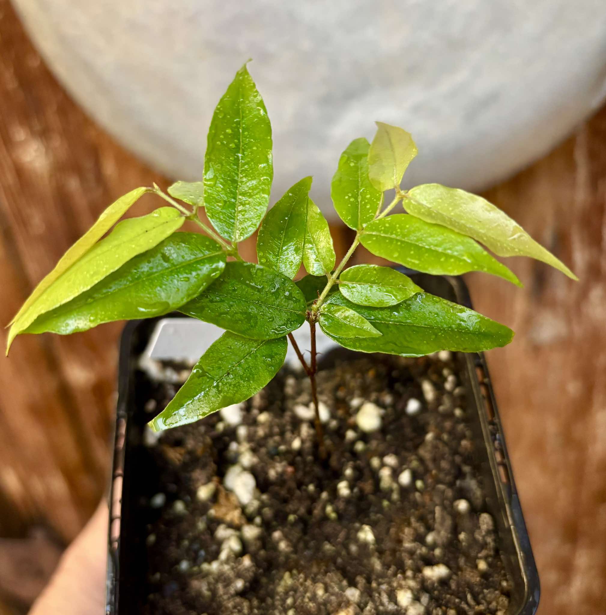 Myrciaria sp Jaboticaba - 1 potted plant / 1 getopfte Pflanze