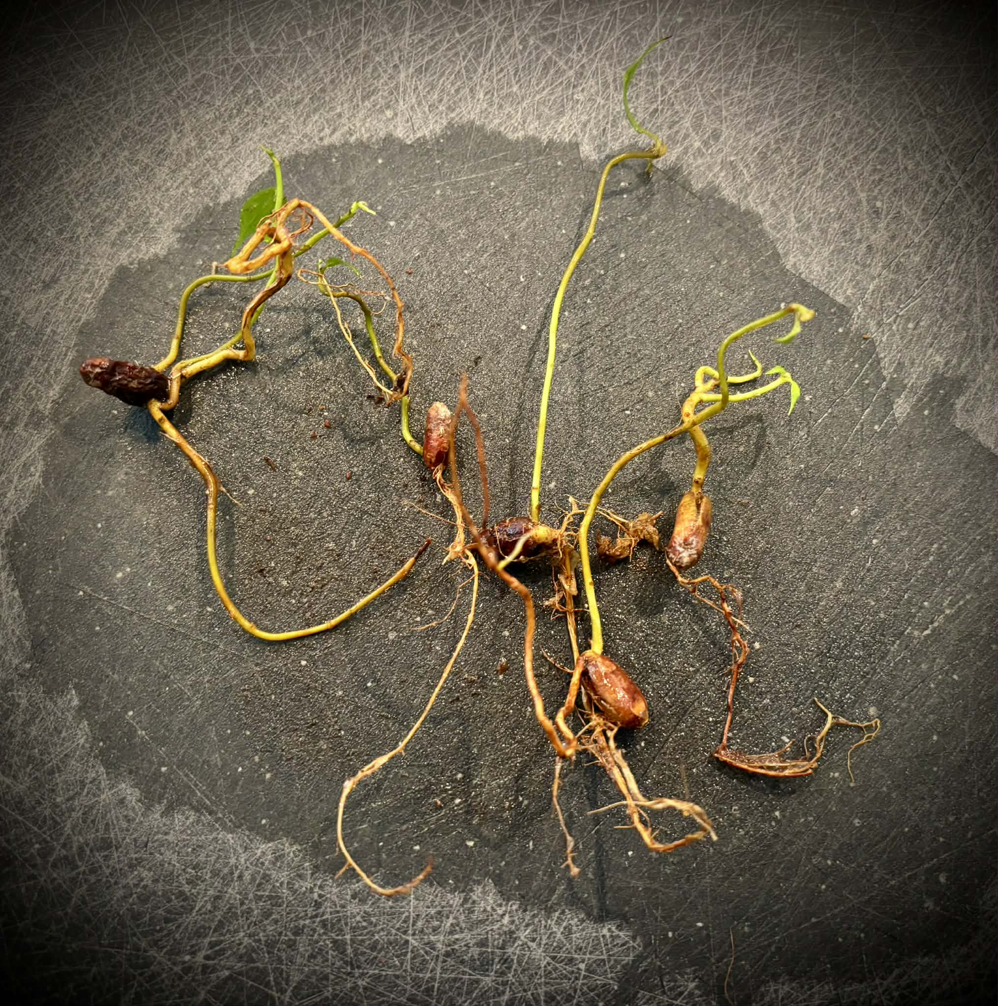 Kesusu (Prainea limpato) - 1 germinated seed / 1 gekeimter Samen