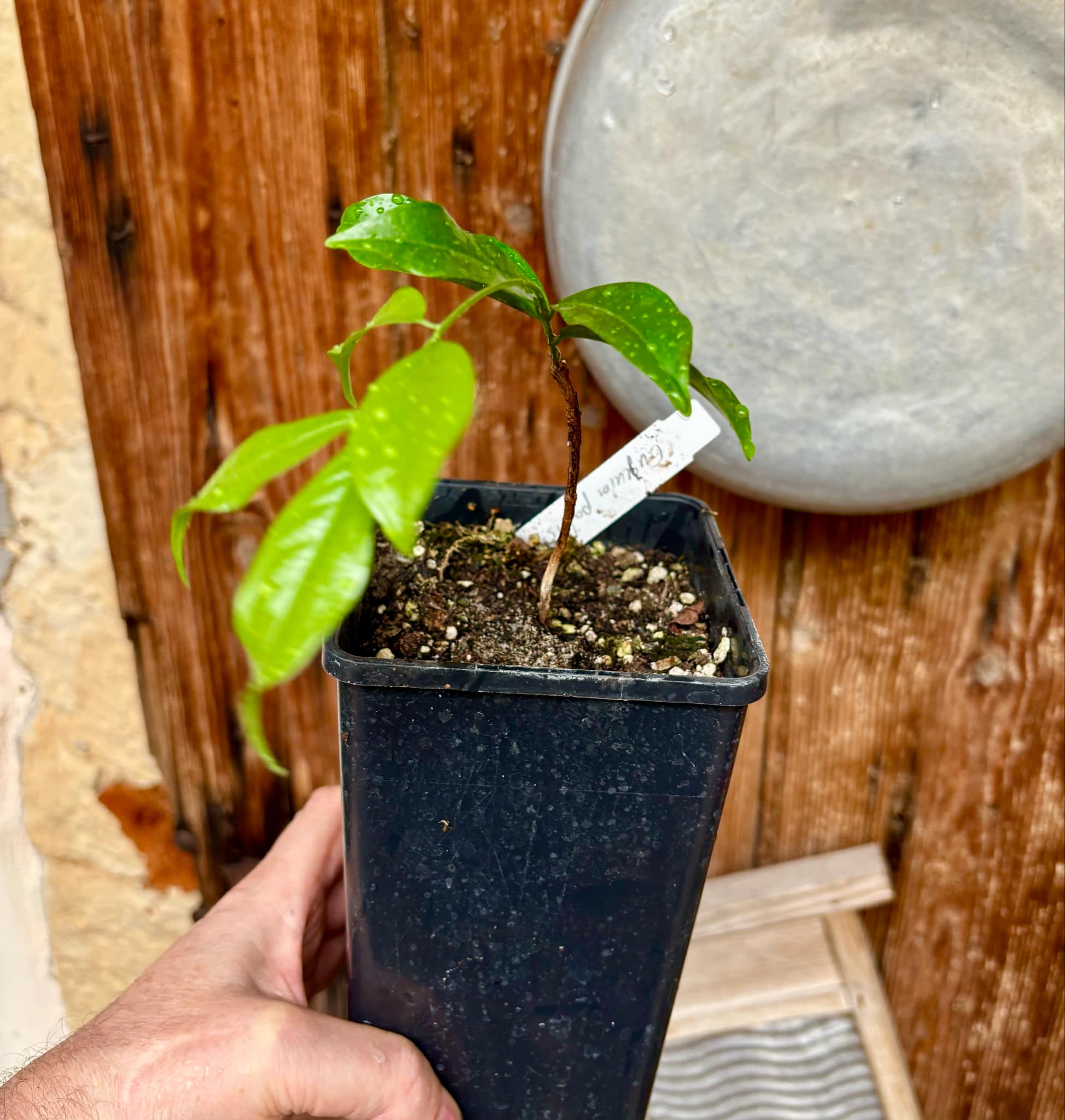 Ruby do Amazonas (Eugenia patrisii) 1 potted seedling / 1 getopfter Sämling