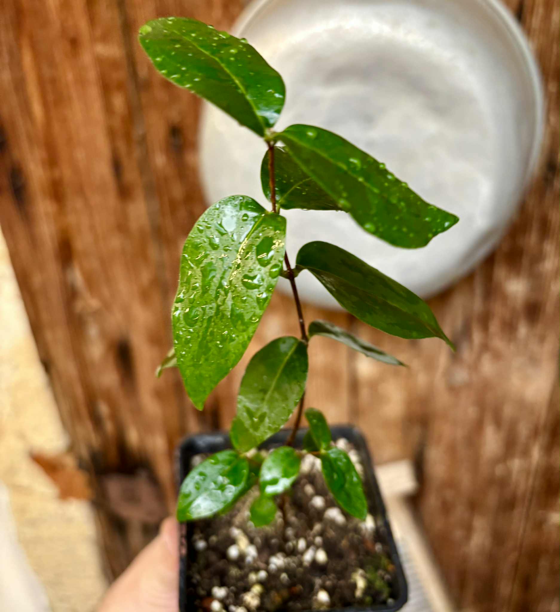 Eugenia uniflora var. black - cultivated variety / 1 potted plant / 1 getopfte Pflanze Eugenia uniflora var. black - cultivated variety / 1 potted plant / 1 getopfte Pflanze
