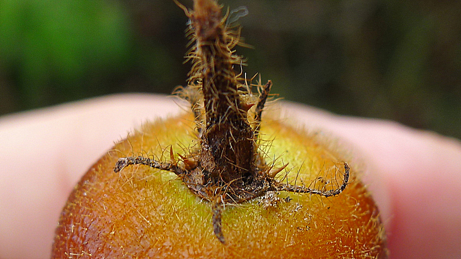 Solanum rumpincola - 1 fresh seed / 1 frischer Samen
