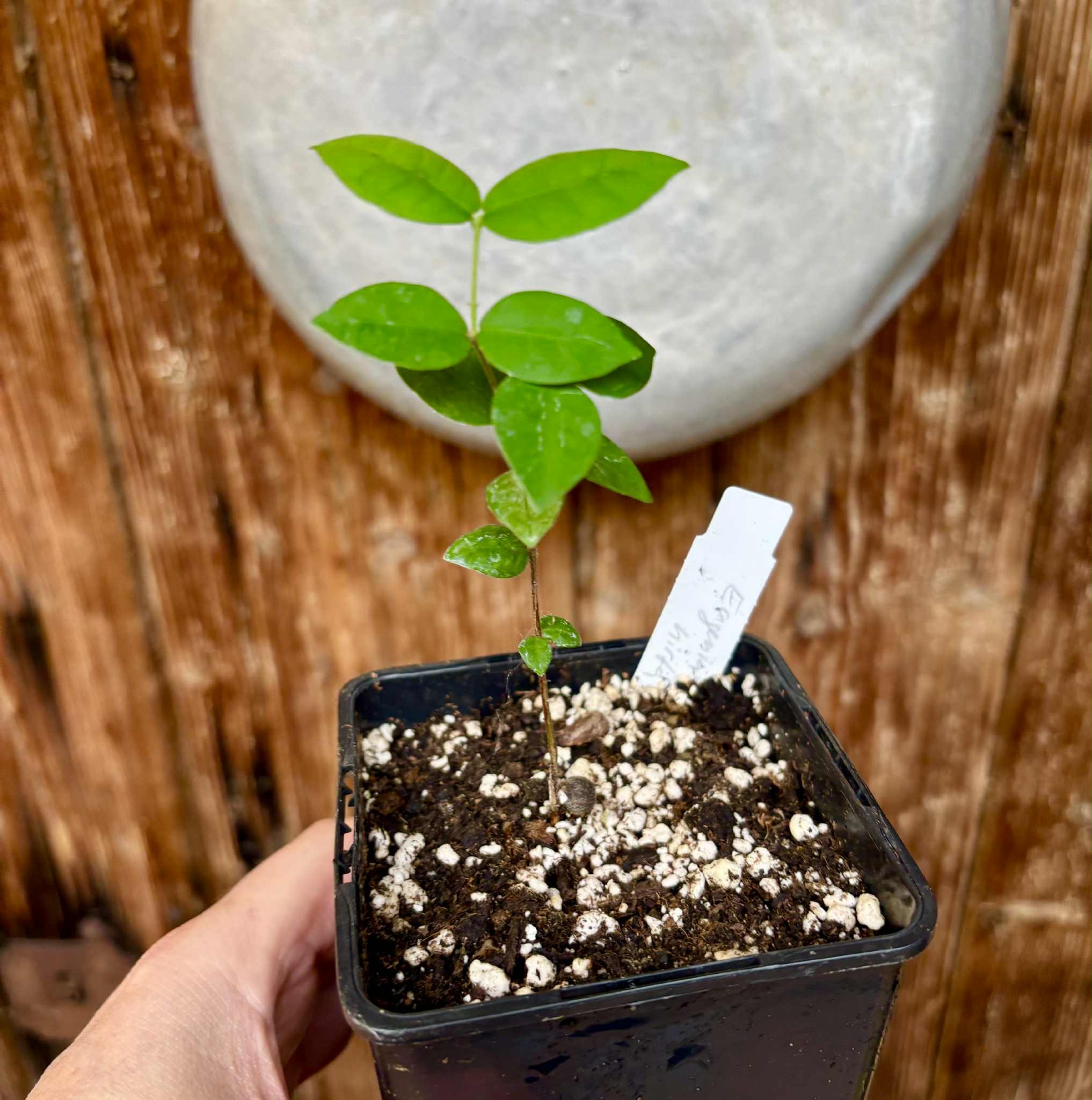 Eugenia hirta - 1 potted seedling/ 1 getopfter Sämling Eugenia hirta - 1 potted seedling/ 1 getopfter Sämling