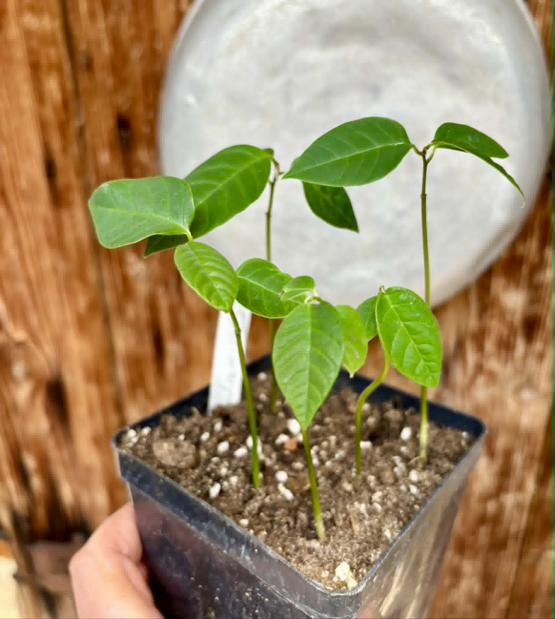 5 in 1 pot - Cherimoya var. Fino de Jete (Annona cherimola) - 5 seedlings in one pot / 5 Sämlinge in einem Topf