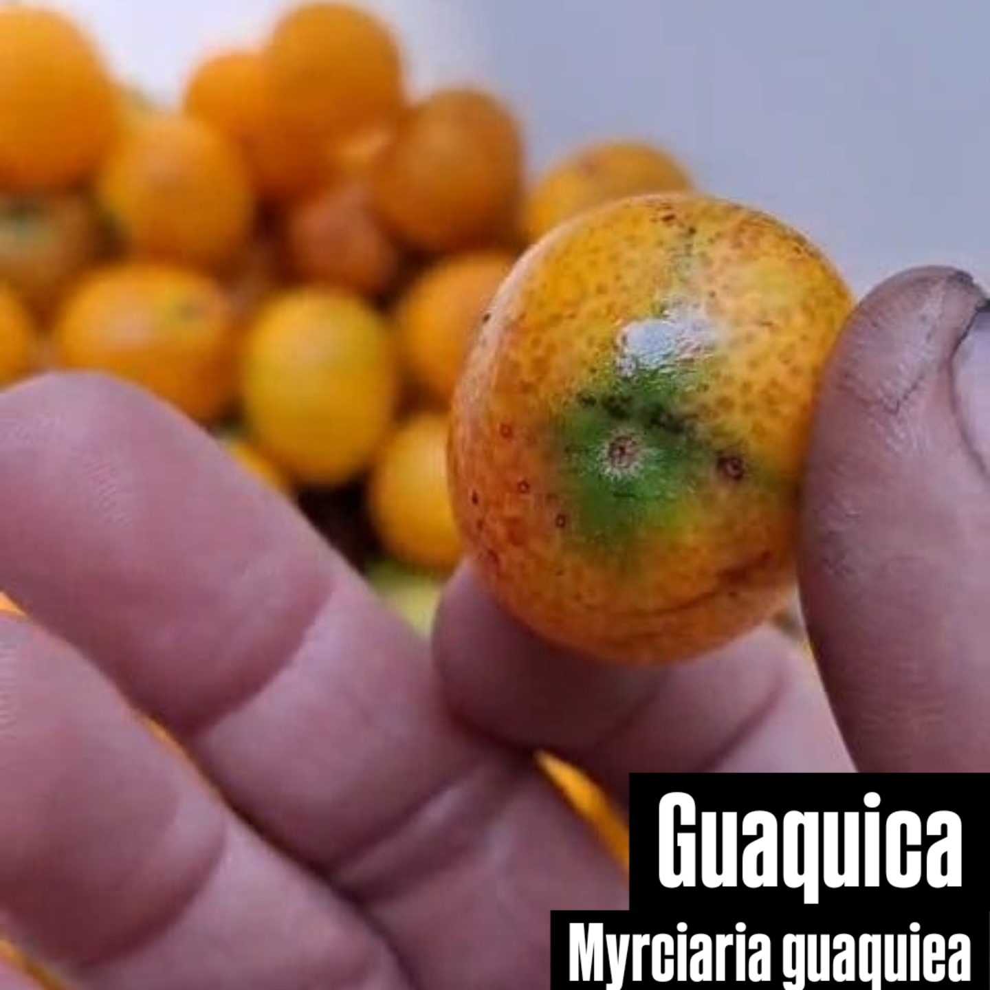 Pre Order - Myrciaria guaquiea - 1 fresh seed / 1 frischer Samen
