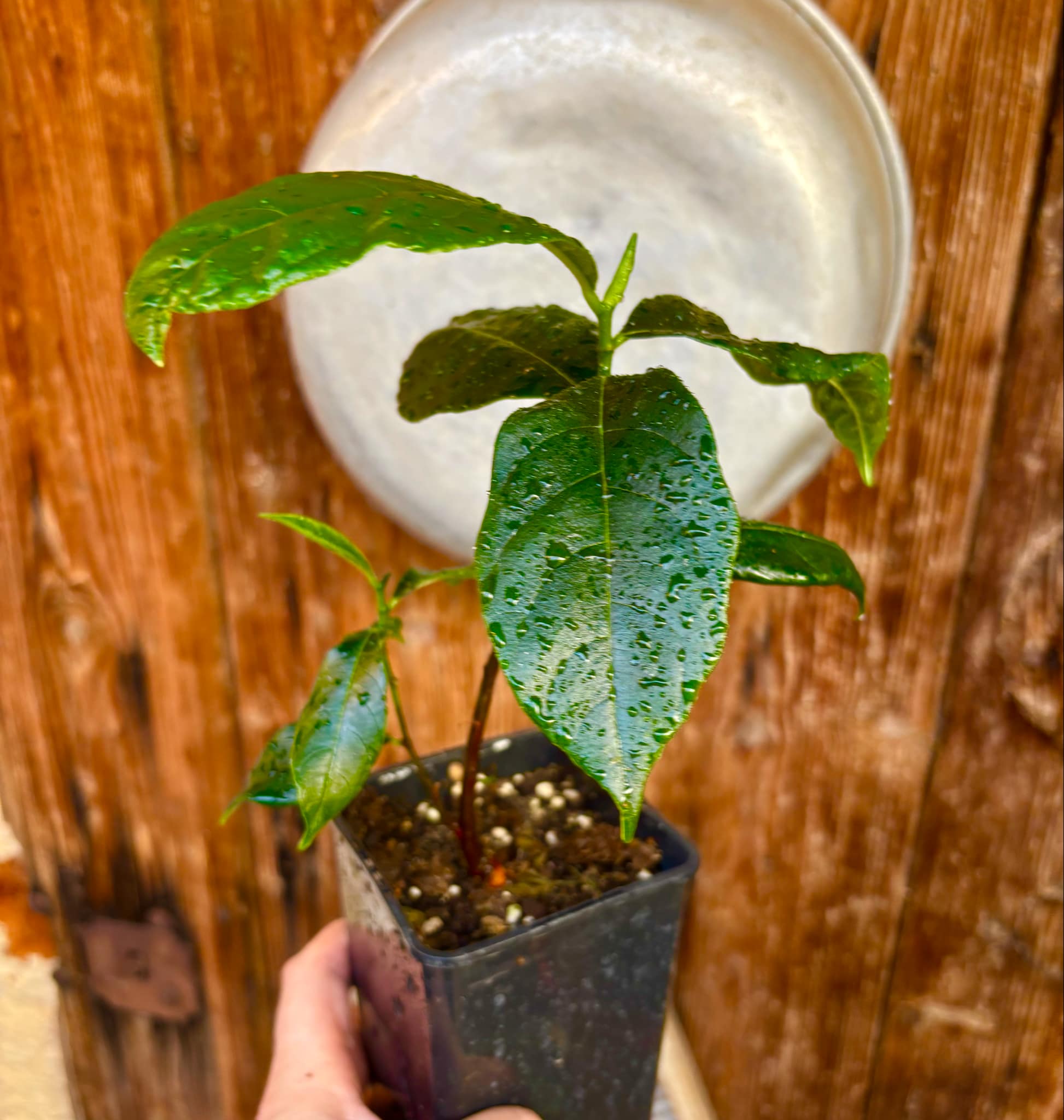 Jackfruit (Artocarpus heterophyllus) 1 potted plant / 1 getopfte Pflanze