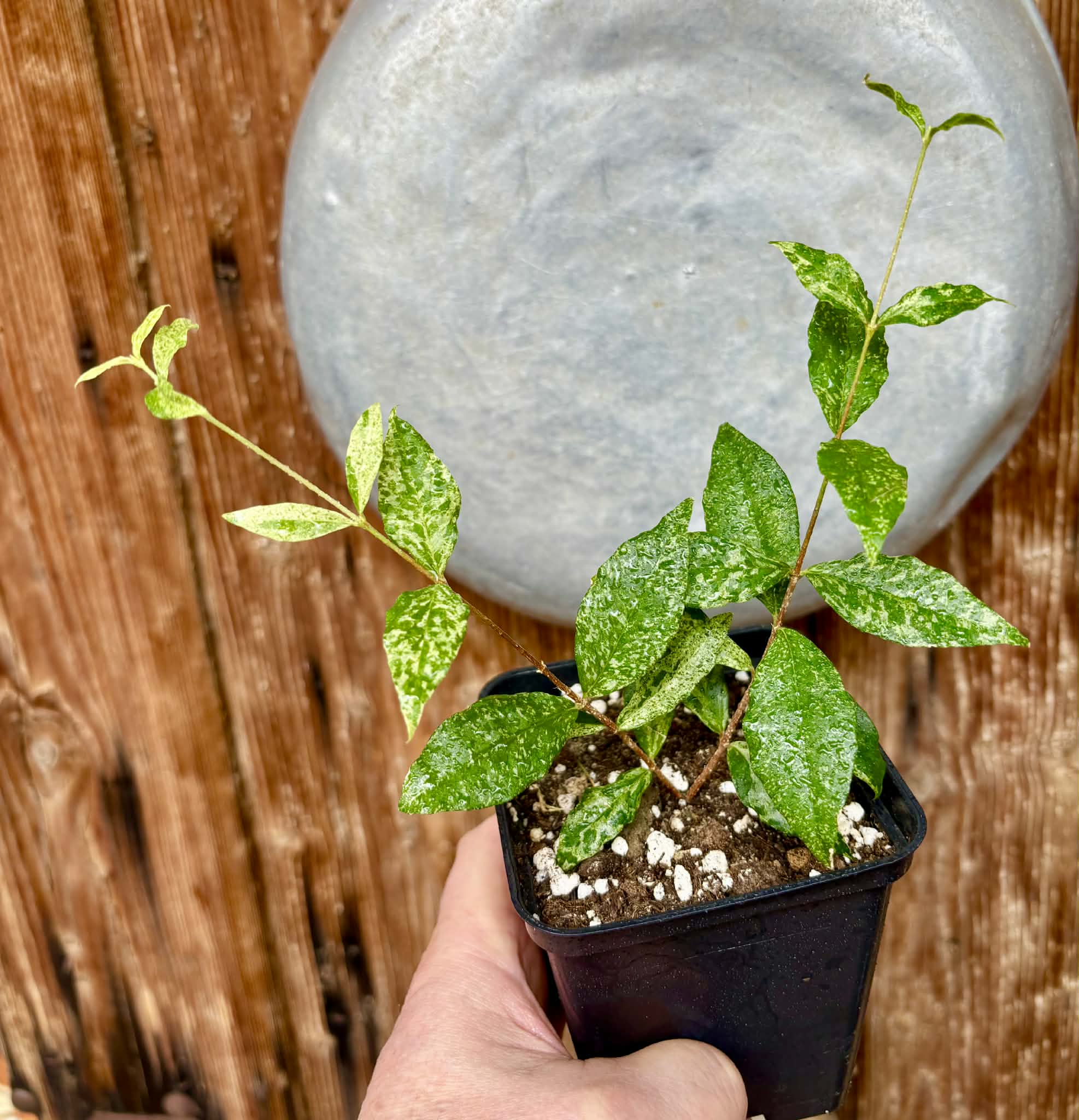 from flowering mother plant - variegated Acerola (Malpighia glabra) - 1 potted rooted cutting / 1 getopfter, bewurzelter Steckling   