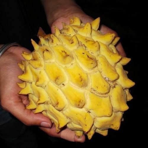 Annona mucosa - Biriba / Rollinia- 1 germinated seed / 1 gekeimter Samen