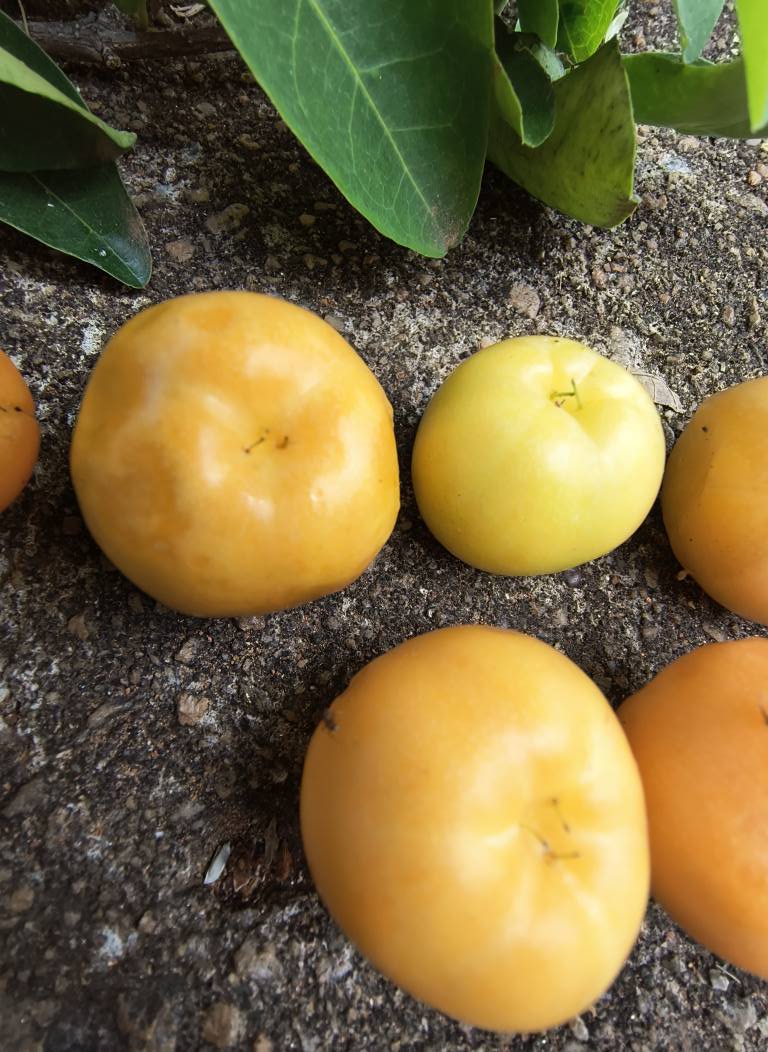 Yellow Acerola (Malpighia glabra) - 1 fresh seed / 1 frischer Samen