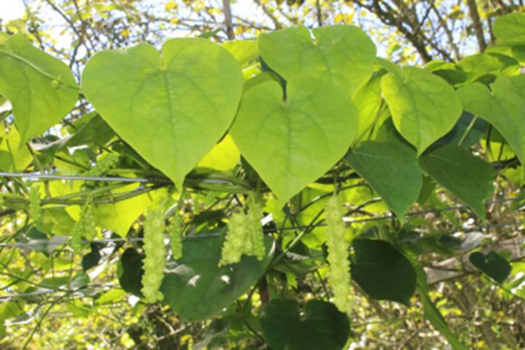 Uva do Mato Escarlate (Disciphania ernstii) -  1 fresh potted seedling / 1 frisch getopfter Sämling