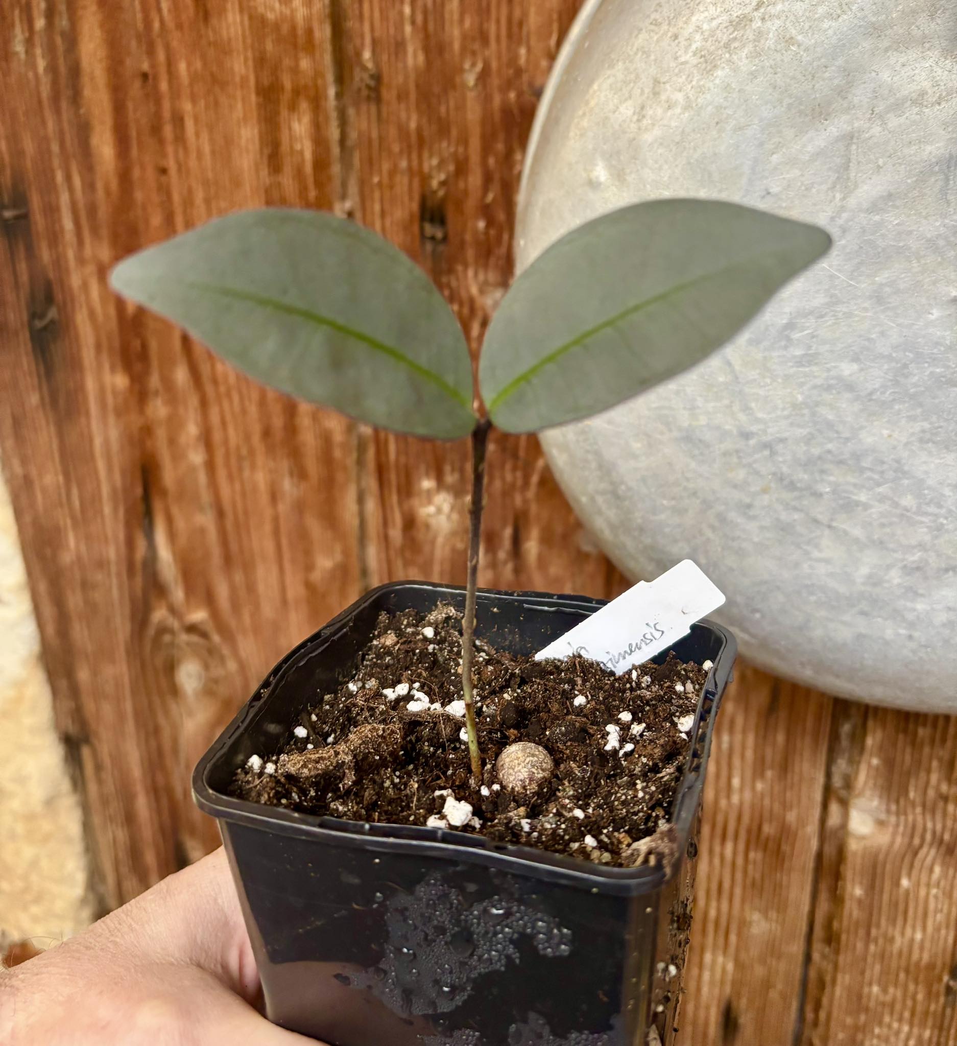 Eugenia itapemirimensis - 1 potted plant / 1 getopfte Pflanze