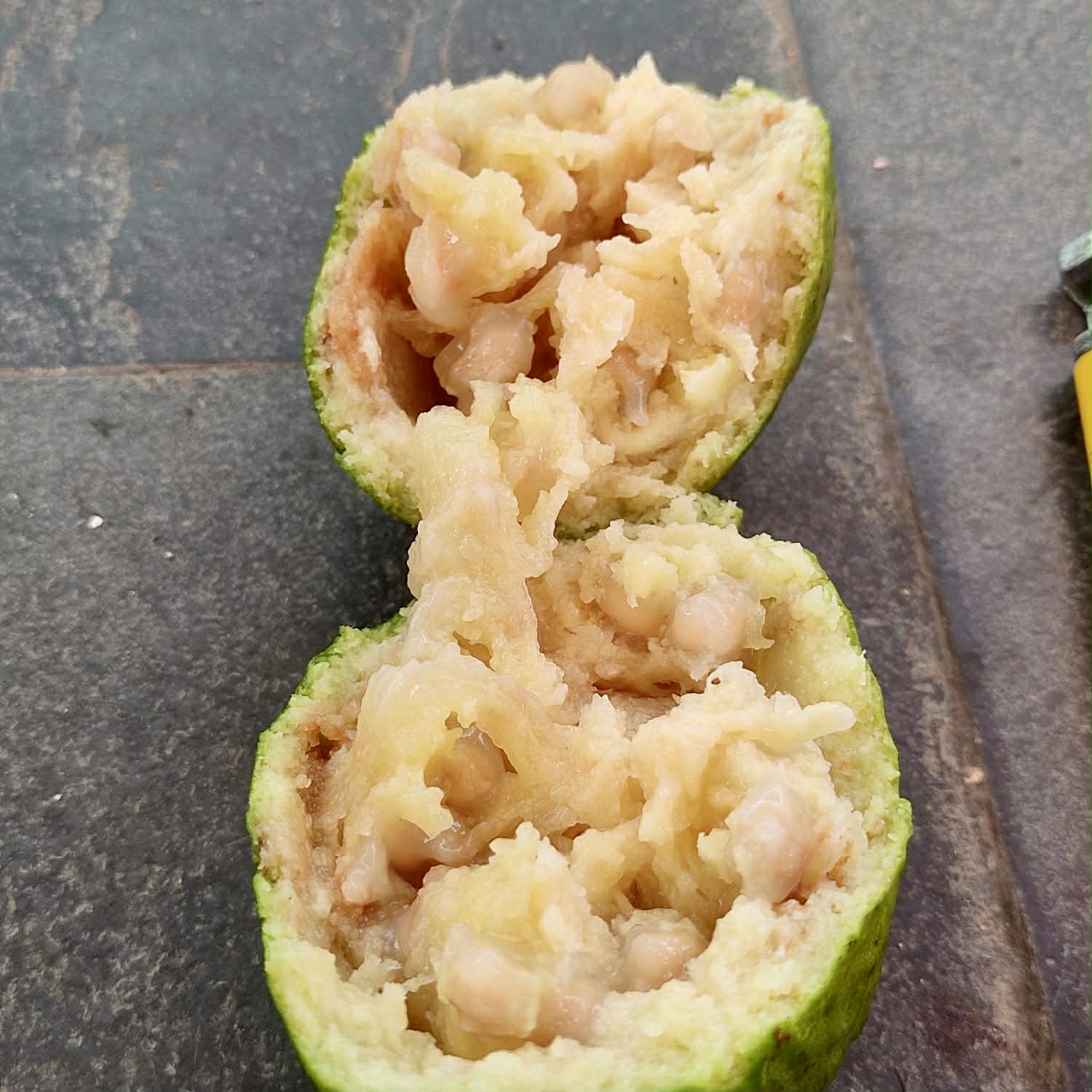 Pre Order - Psidium sp Anacardium -  1 fresh seed / 1 frischer Samen