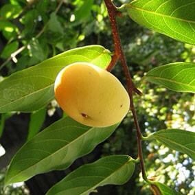 Gold Apple (Diospyros decandra) - 1 potted plant / 1 getopfte Pflanze