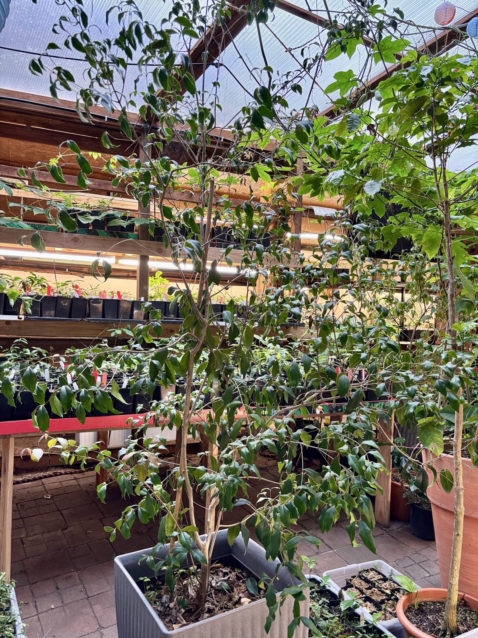 10 years old - Guabiju (Myrcianthes pungens) - 1 potted plant / 1 getopfte Pflanze