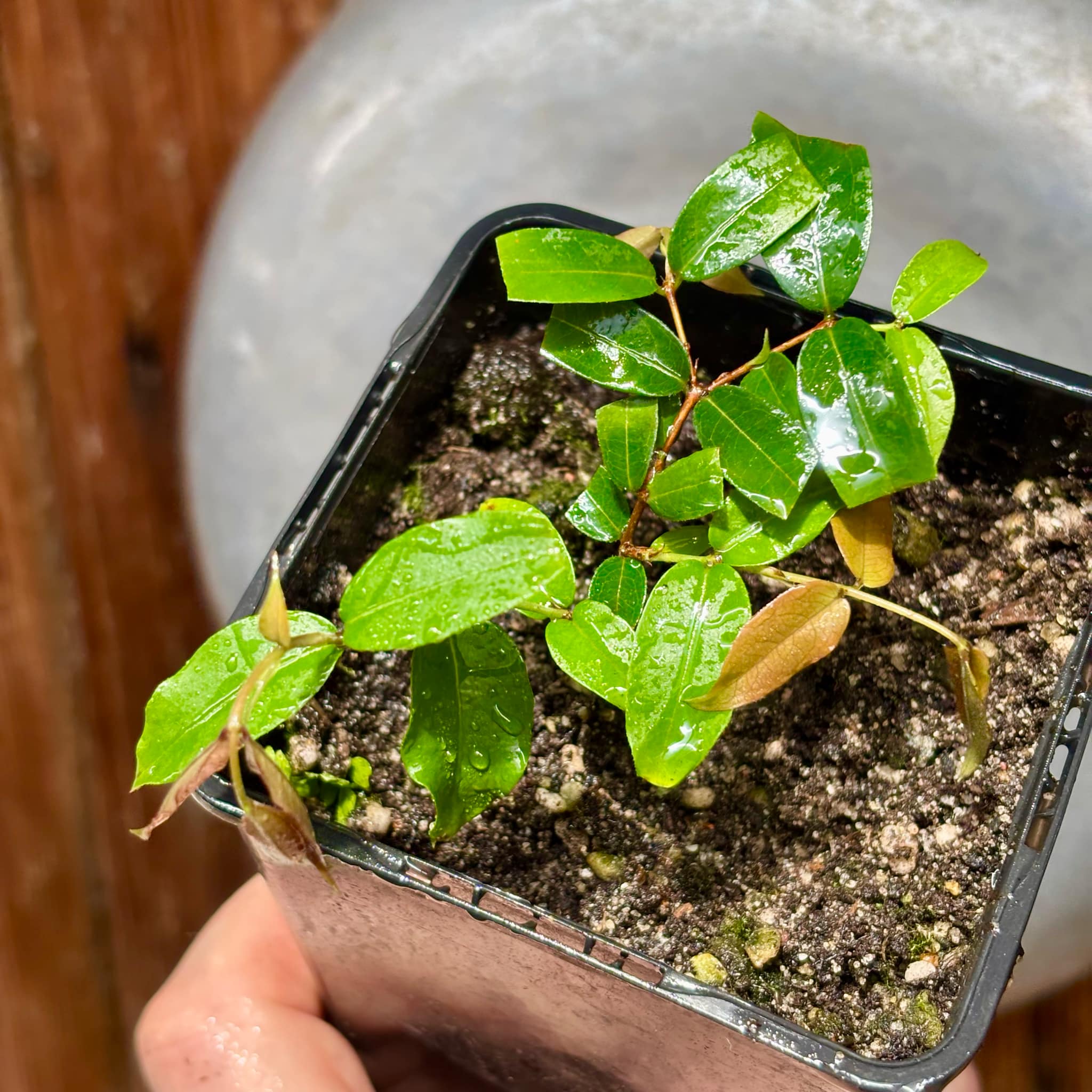 Plinia sp Giant Piray Argentina - 1 potted plant / 1 getopfte Pflanze
