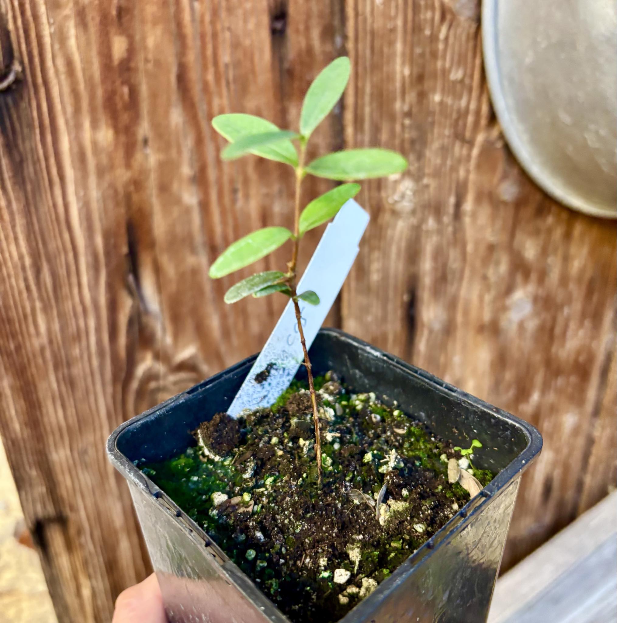 CEREJINHA DE JAGUARIÚNA - Eugenia punicifolia var. Oncas Doce - 1 potted plant / 1 getopfte Pflanze
