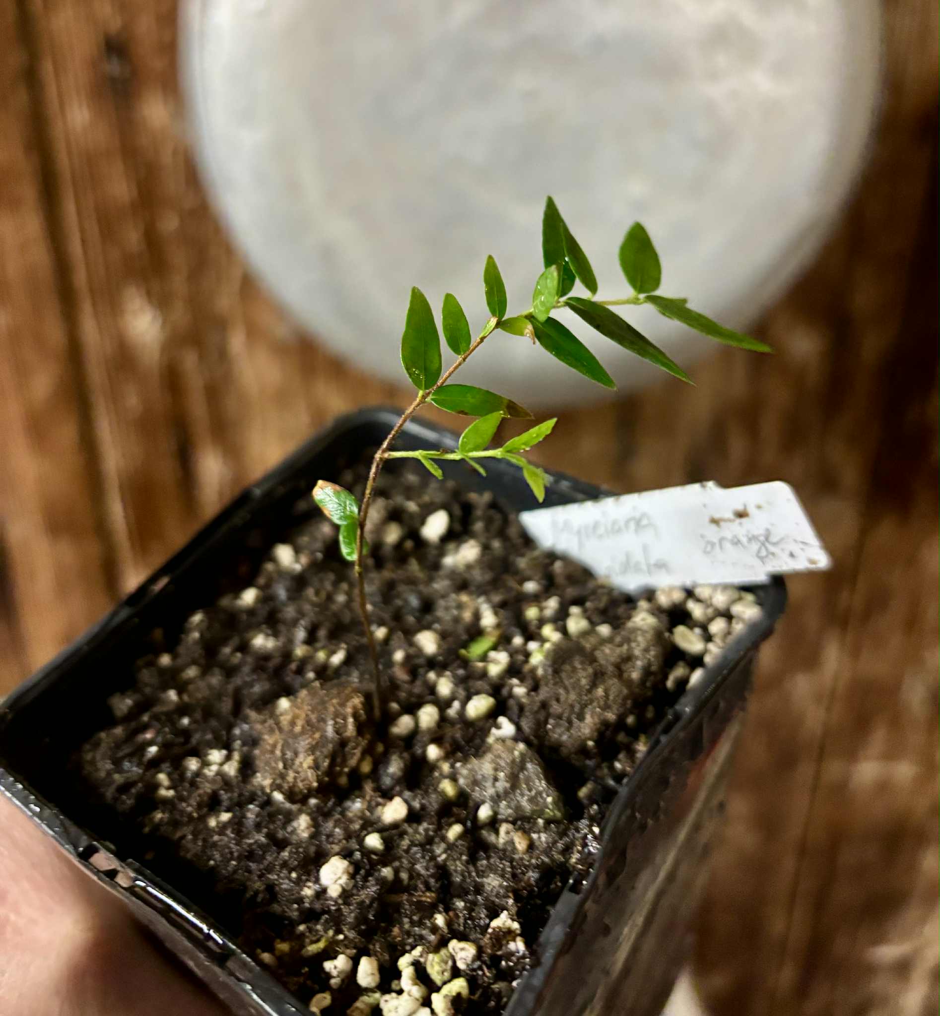 Myrciaria cuspidata ORANGE - 1 potted plant / 1 getopfte Pflanze 