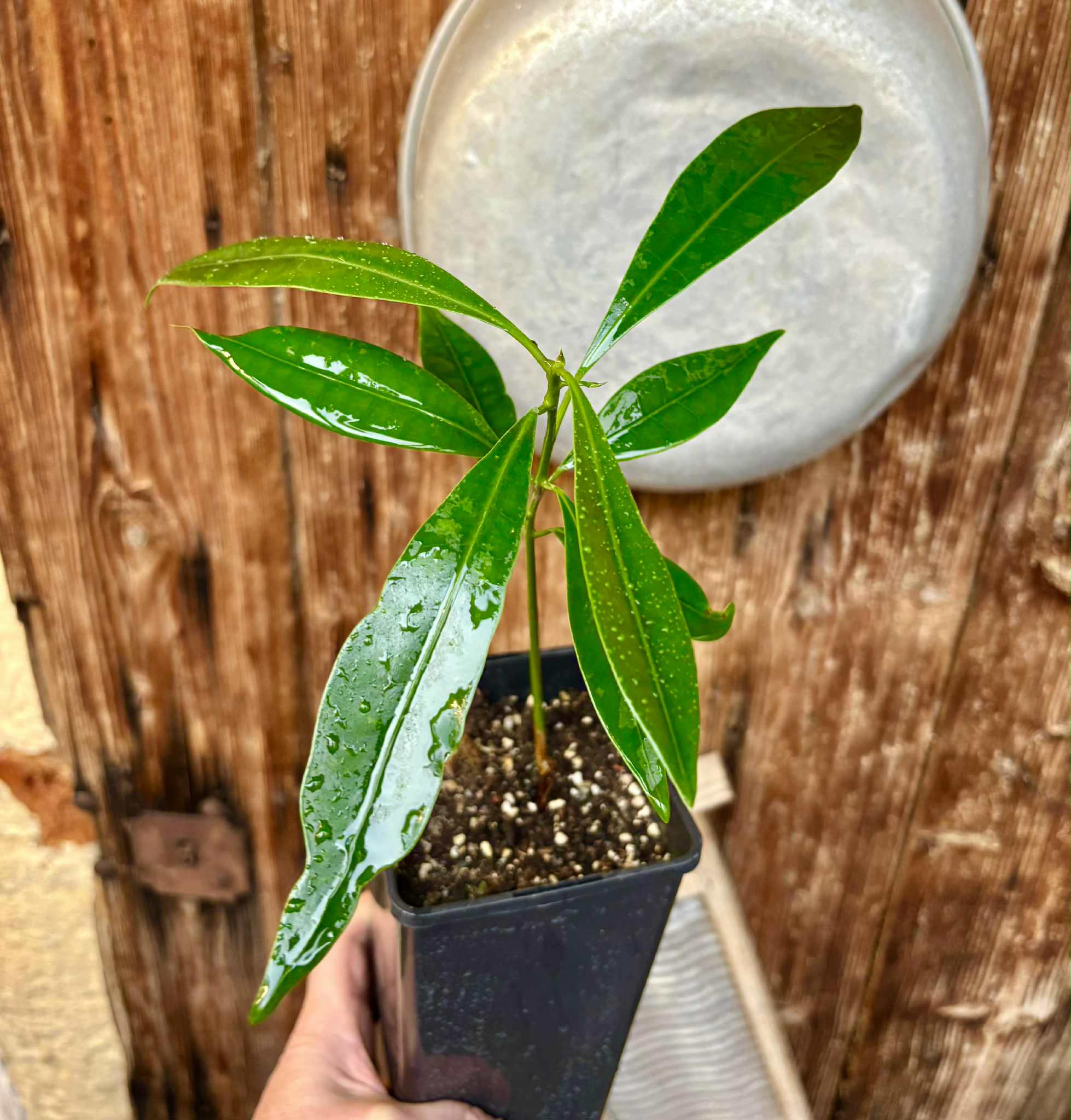 Pouteria macahensis - 1 potted seedling / 1 getopfter Sämling