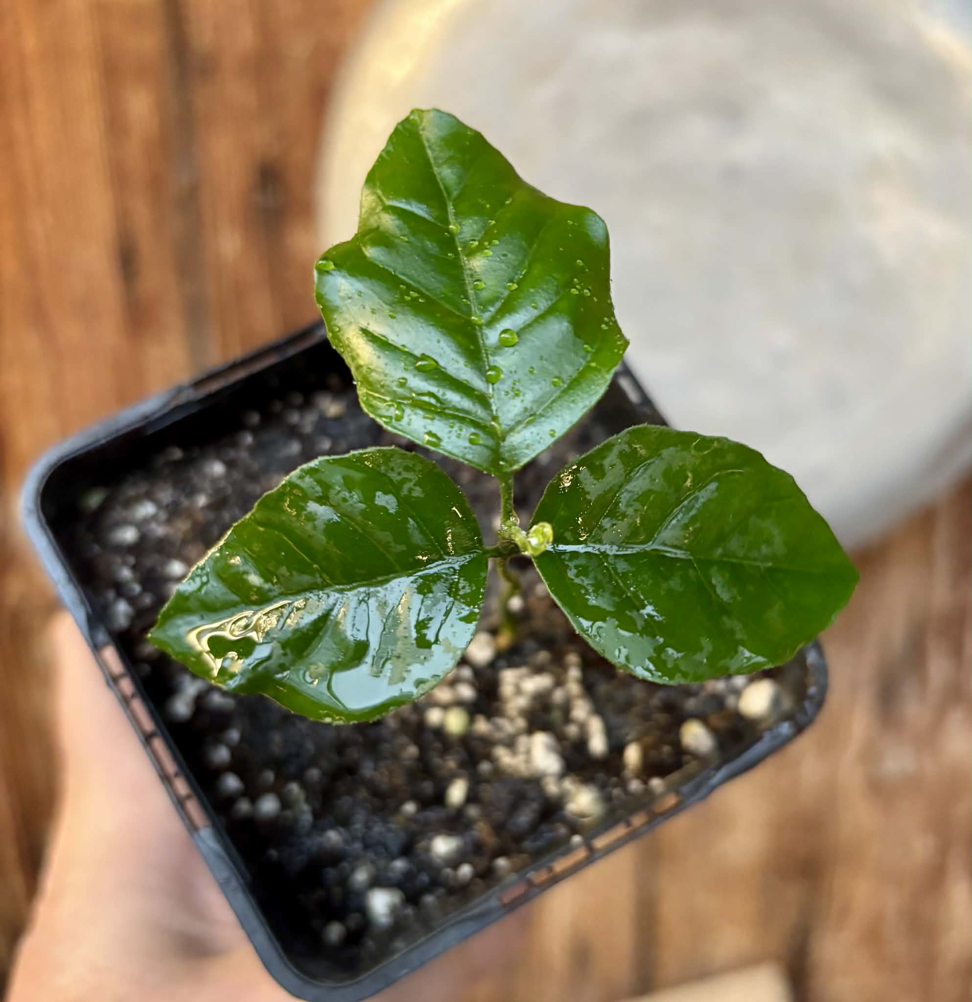 Wampee (Clausena lansium) - 1 small potted seedling / 1 kleiner, getopfter Sämling