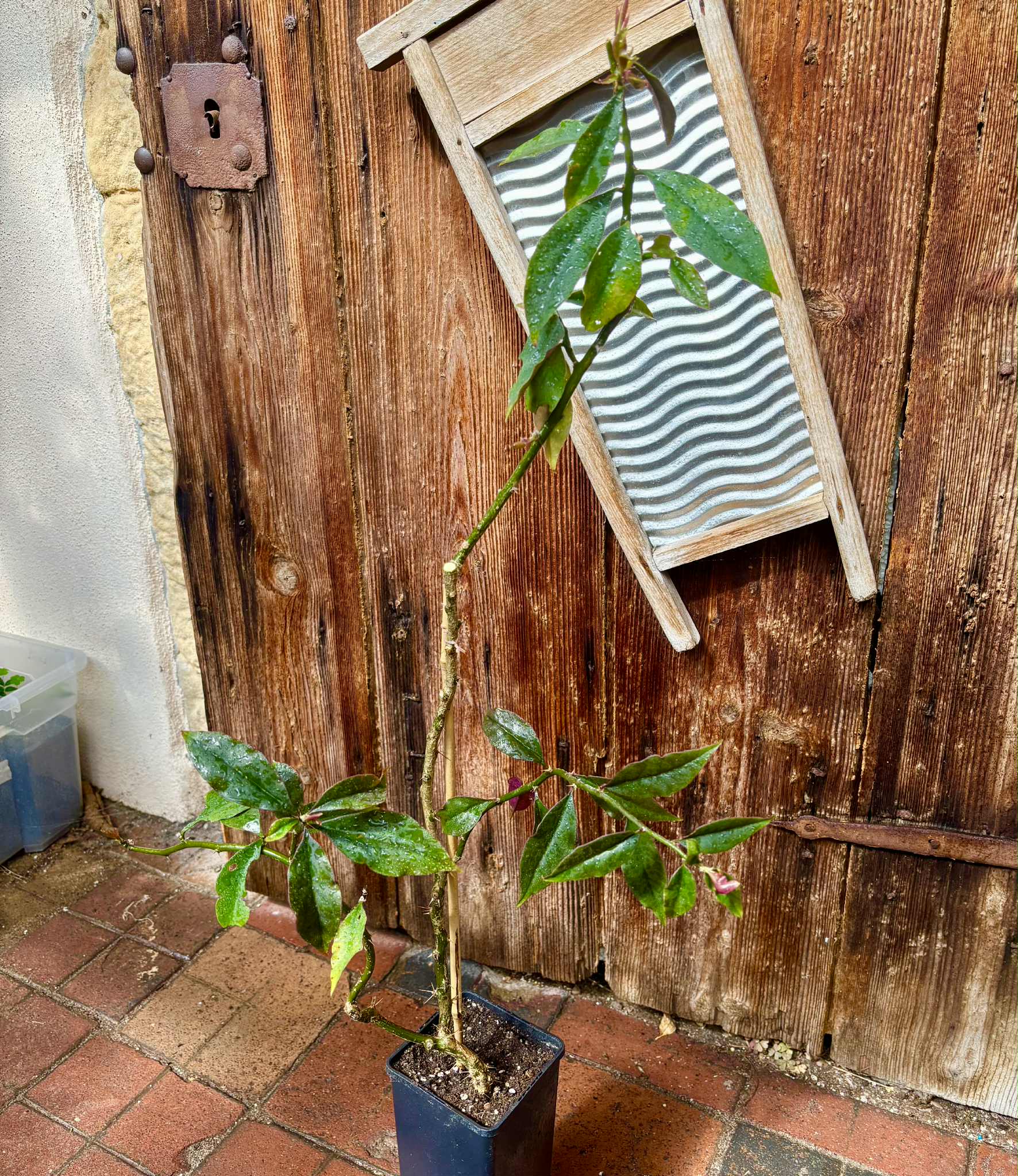 0.9m plant - Barbados Gooseberry - Pereskia aculeata - 1 potted plant / 1 getopfte Pflanze 0.9m plant - Barbados Gooseberry - Pereskia aculeata - 1 potted plant / 1 getopfte Pflanze