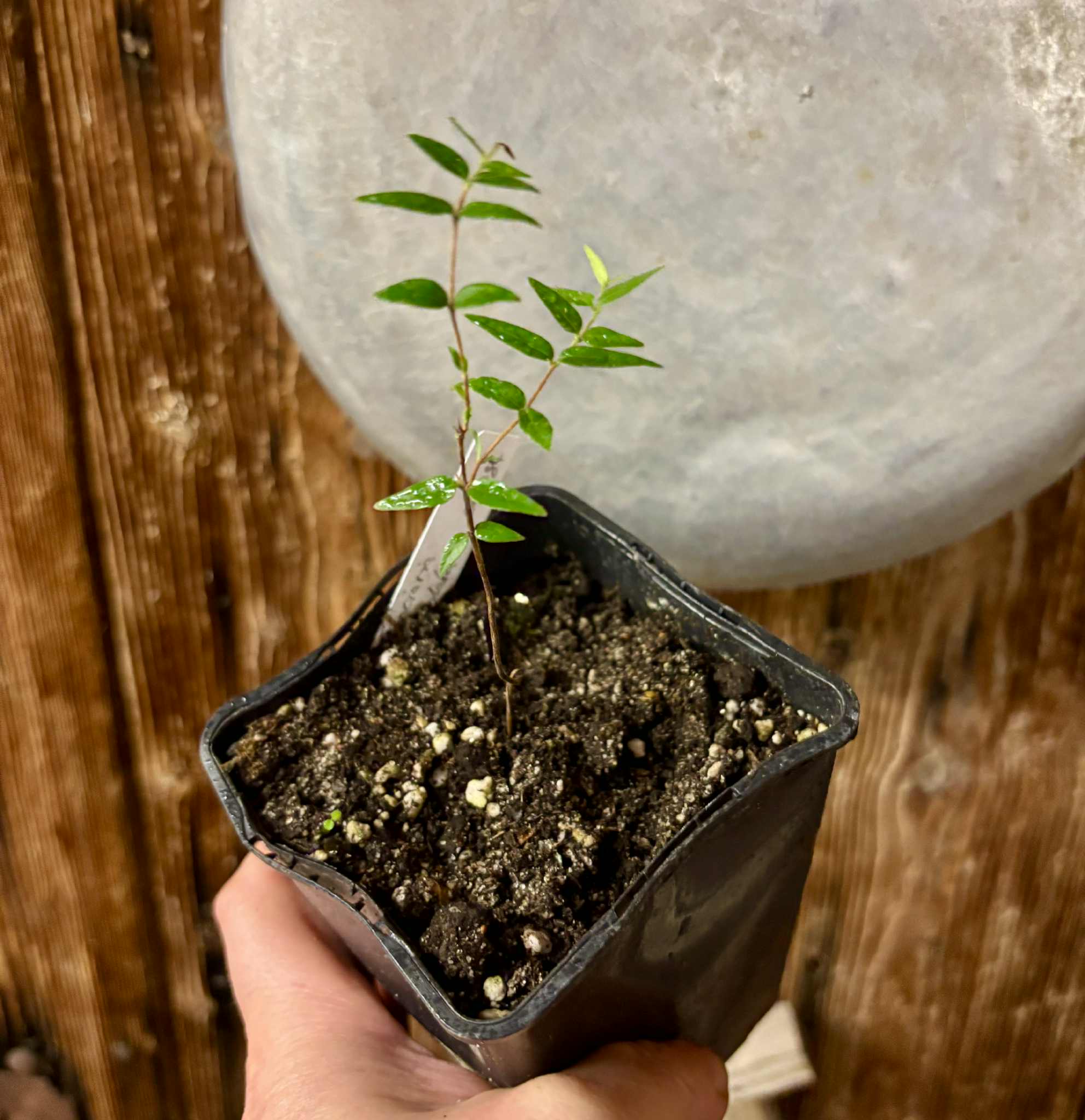 Myrciaria cuspidata ORANGE - 1 potted plant / 1 getopfte Pflanze 