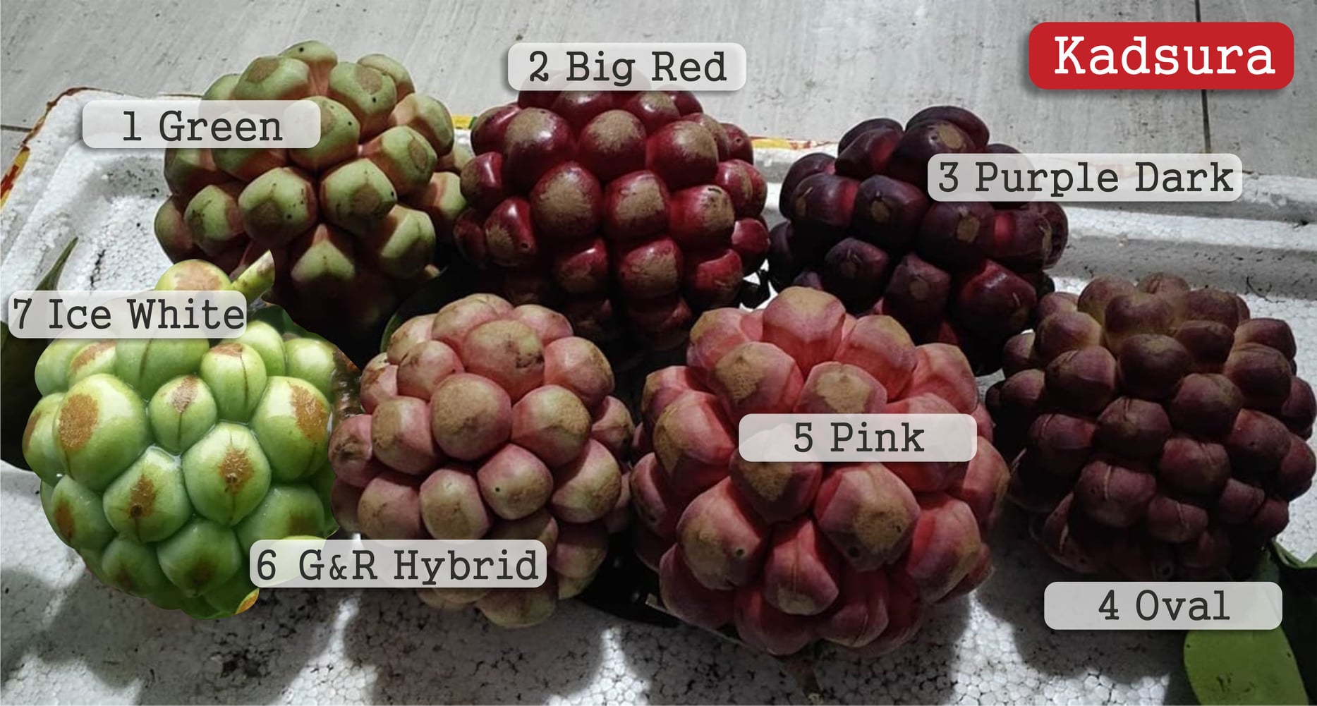 Kadsura coccinea "Red" - 3 fresh seeds / 3 frische Samen