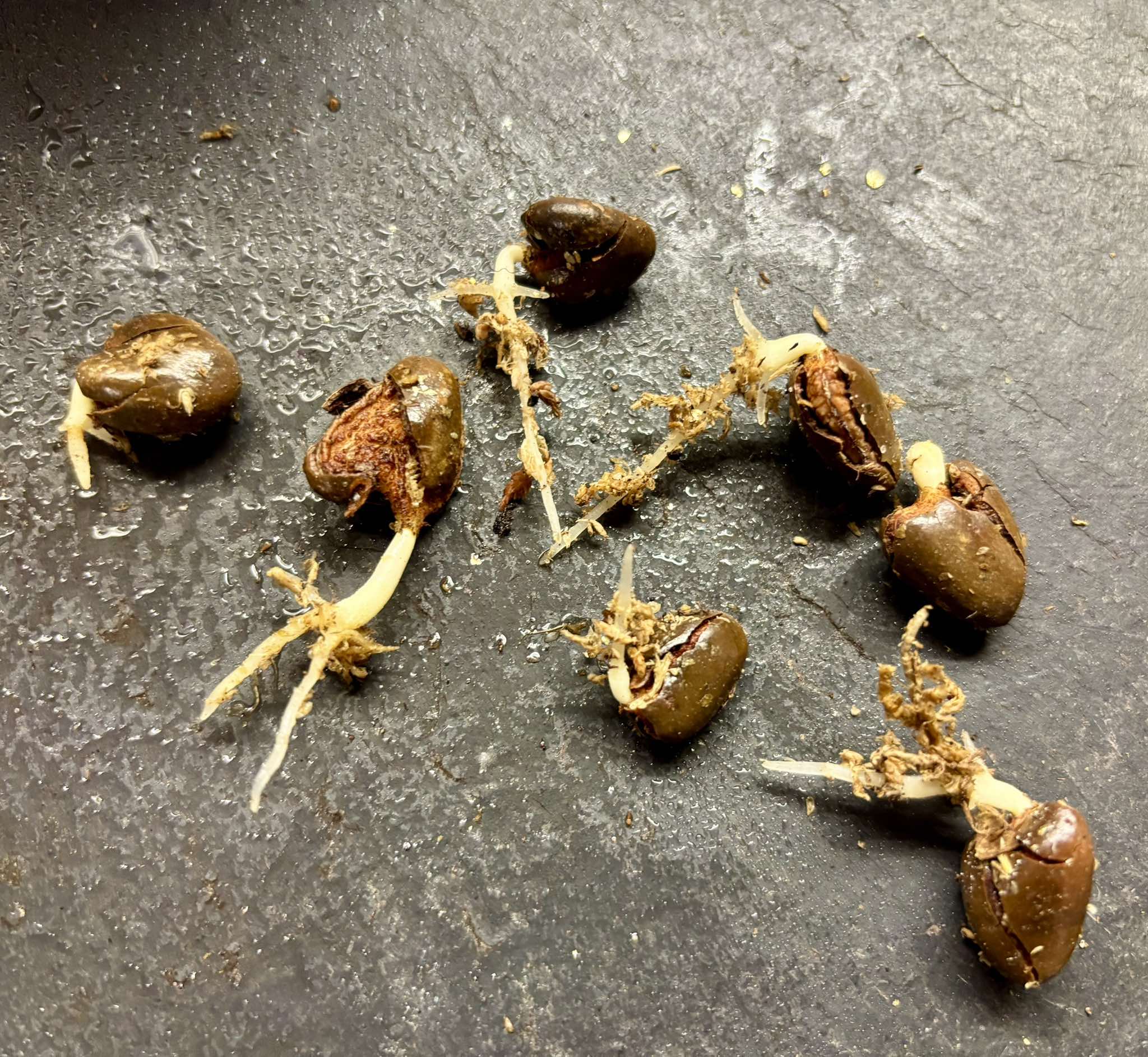 Kadsura heteroclita "Bursting Star" - 1 germinated seed / 1 gekeimter Samen